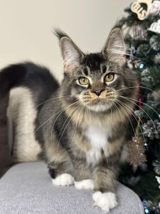 Black ticked tabby Maine Coon in Europe 