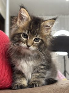 Black tabby spotted Maine Coon kitten in Europe