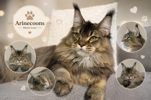 Чорний тікований кошеня Мейн Кун Black Ticked Tabby – купити кошеня Мейн Кун в Україні