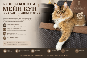Мейн Кун золотого забарвлення з білими лапками лежить на плетених меблях. Інформаційний банер розплідника Arinecoons про купівлю кошеняти Мейн Кун в Україні, документи WCF, генетичне тестування, соціалізацію та доставку.