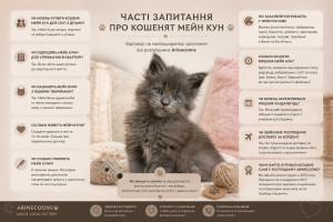 Часті запитання про кошенят Мейн Кун. Сіре кошеня Мейн Кун у розпліднику Arinecoons. FAQ про породу Maine Coon, характер, догляд, харчування, вартість та доставку кошенят.