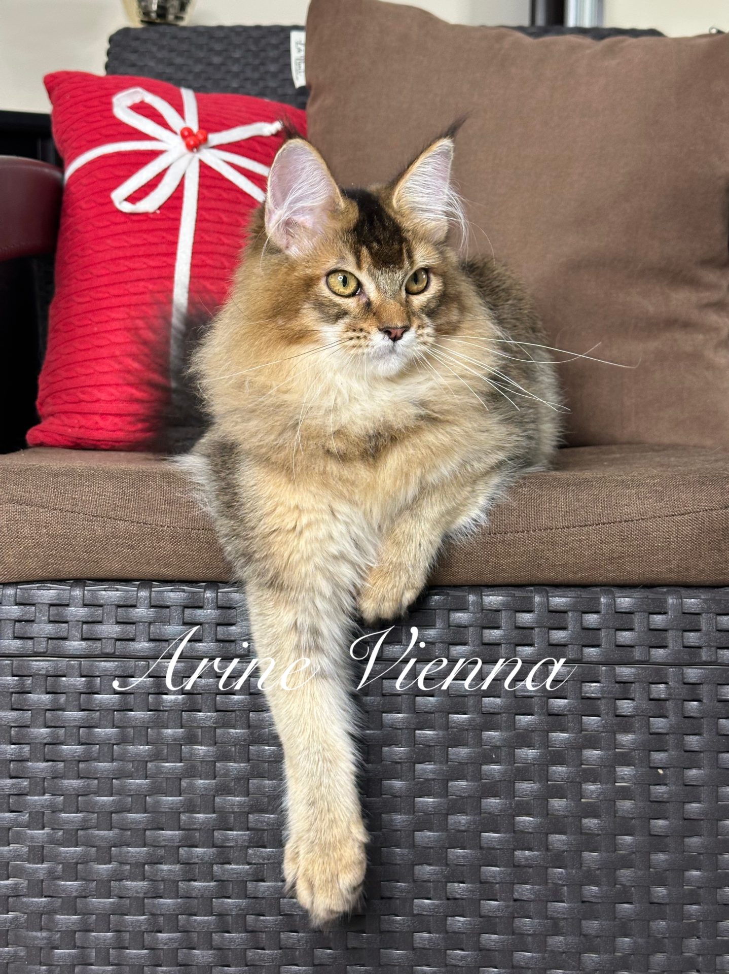 Maine Coon kitten Arine Vienna, female black golden ticked tabby with a fluffy coat and bright expressive eyes, Arine cattery in Vinnytsia, Ukraine.