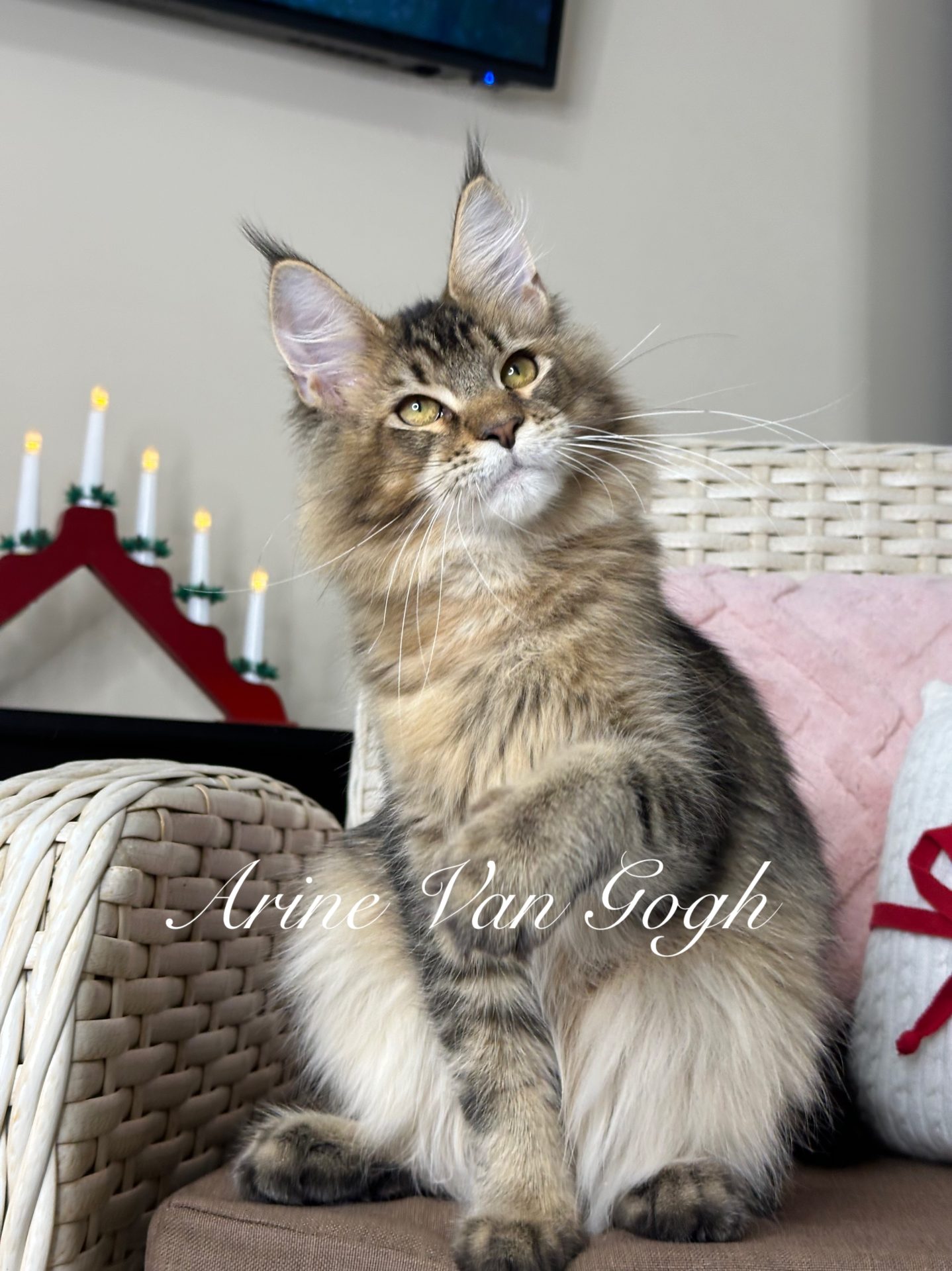 Maine Coon male Arine Van Gogh Black ticked tabby cattery Arine Ukraine Vinnytsia
