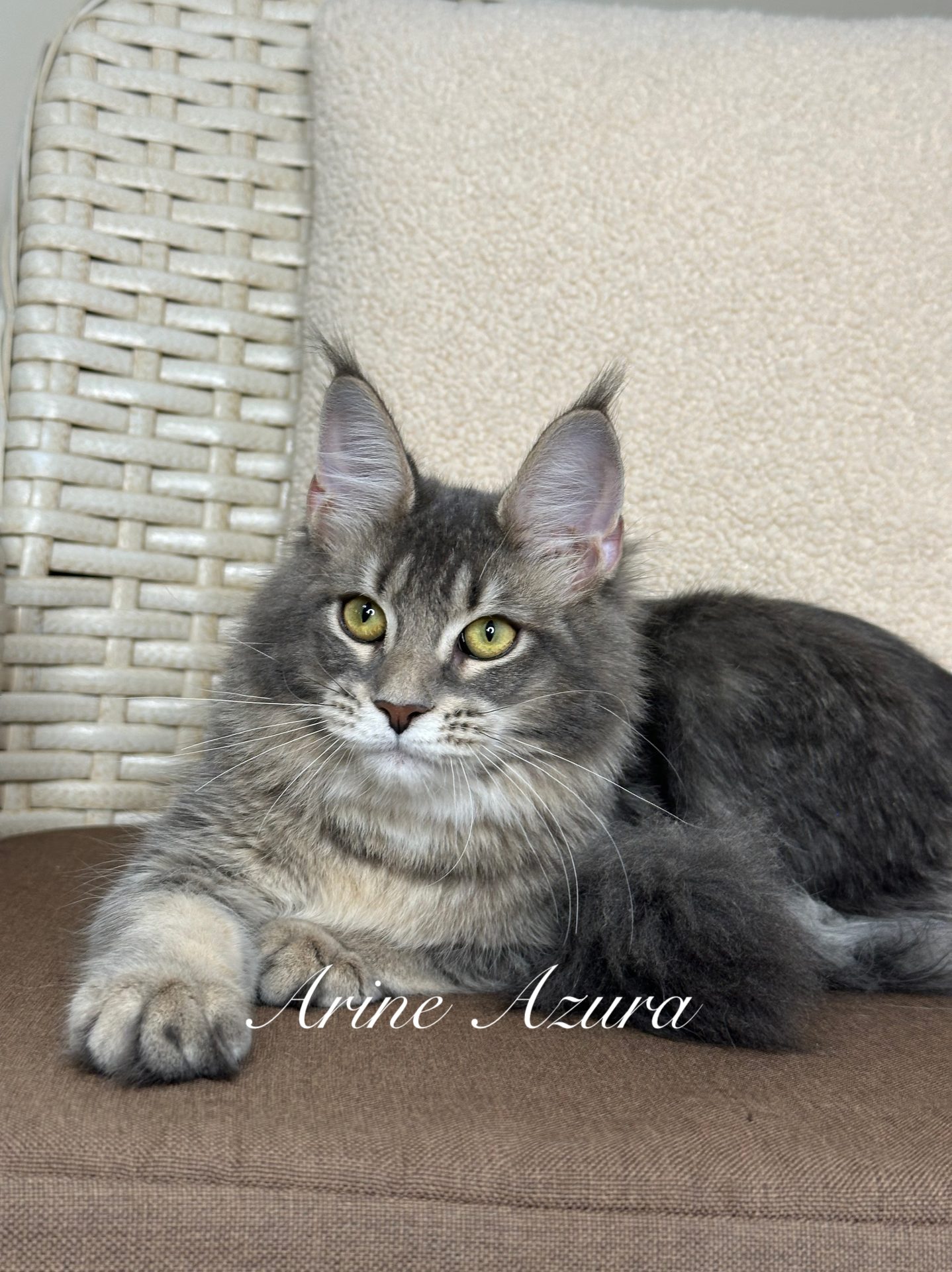 Maine Coon kitten Arine Azura, a blue ticked tabby girl with a fluffy coat and expressive eyes from Arinecoons cattery in Vinnytsia, Ukraine.