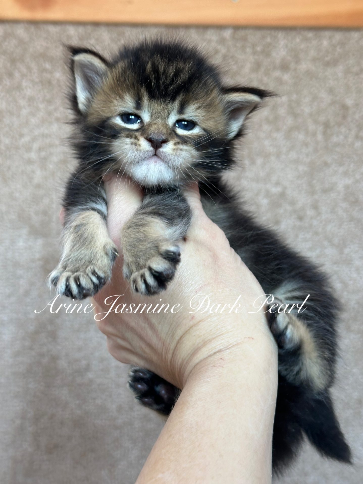 Dziewczyna rasy Maine Coon Arine Jasmin Dark Pearl w kolorze Black ticked tabby o doskonałych cechach rasy i serdecznym temperamencie