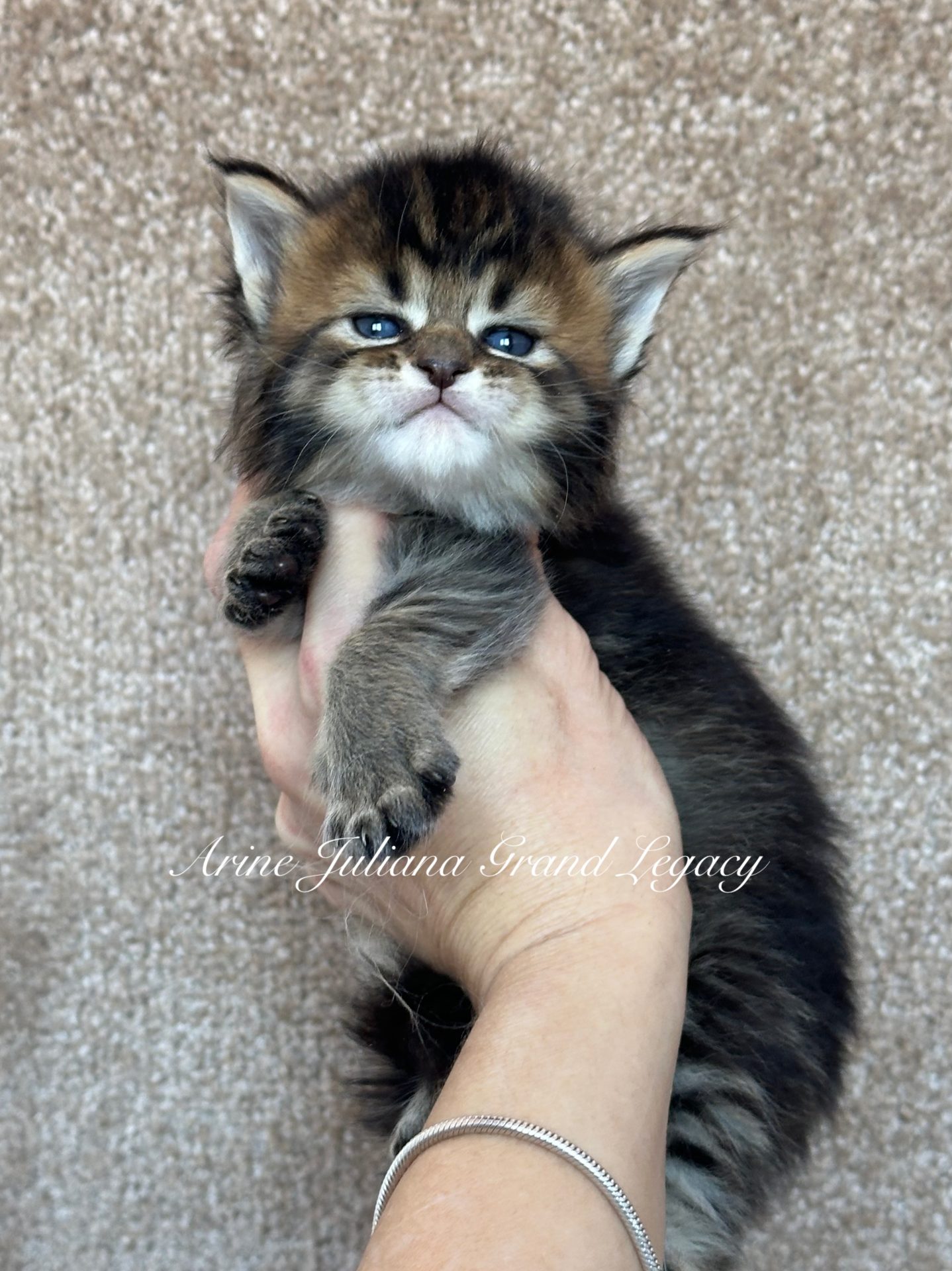 Кошеня породи мейн-кун Arine Juliana Grand Legacy, кішечка окрасу black ticked tabby з густою пухнастою шерстю та виразними очима.