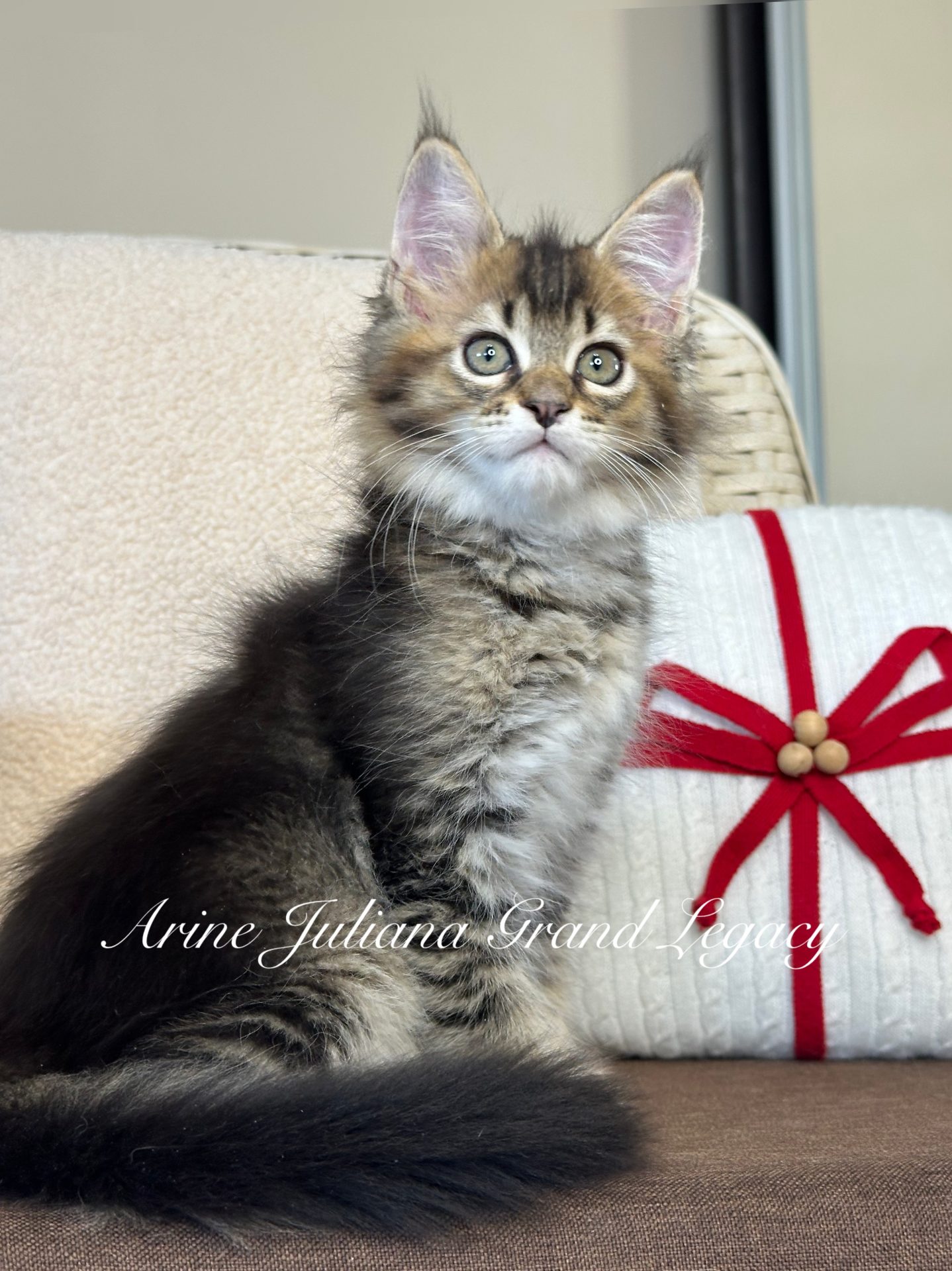 Maine Coon kitten Juliana Grand Legacy, black ticked tabby, purebred Maine Coon