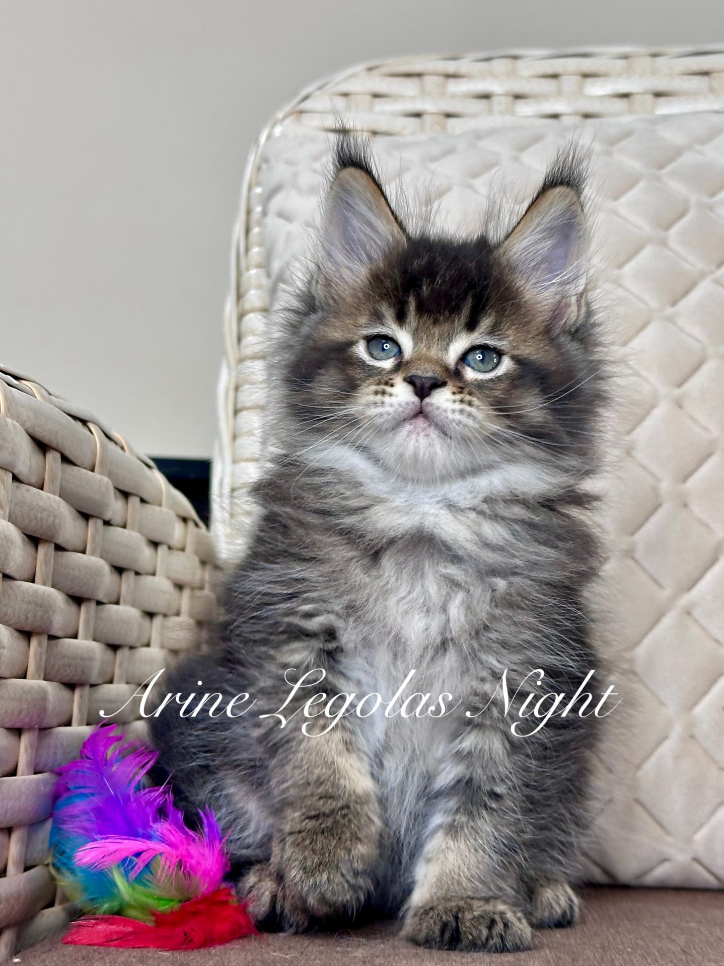 Arine Legolas Night, кошеня мейн-кун у забарвленні чорний ticked tabby, пухнаста шерсть, виразні очі та елегантний тип, розплідник Arinecoons.