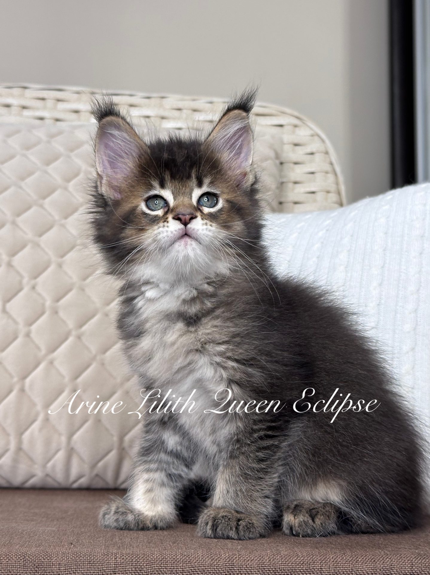 Arine Lilith Queen Eclipse, kocię Maine Coon w umaszczeniu czarny ticked tabby, puszysta sierść, wyraziste oczy i elegancki wygląd, hodowla Arinecoons.