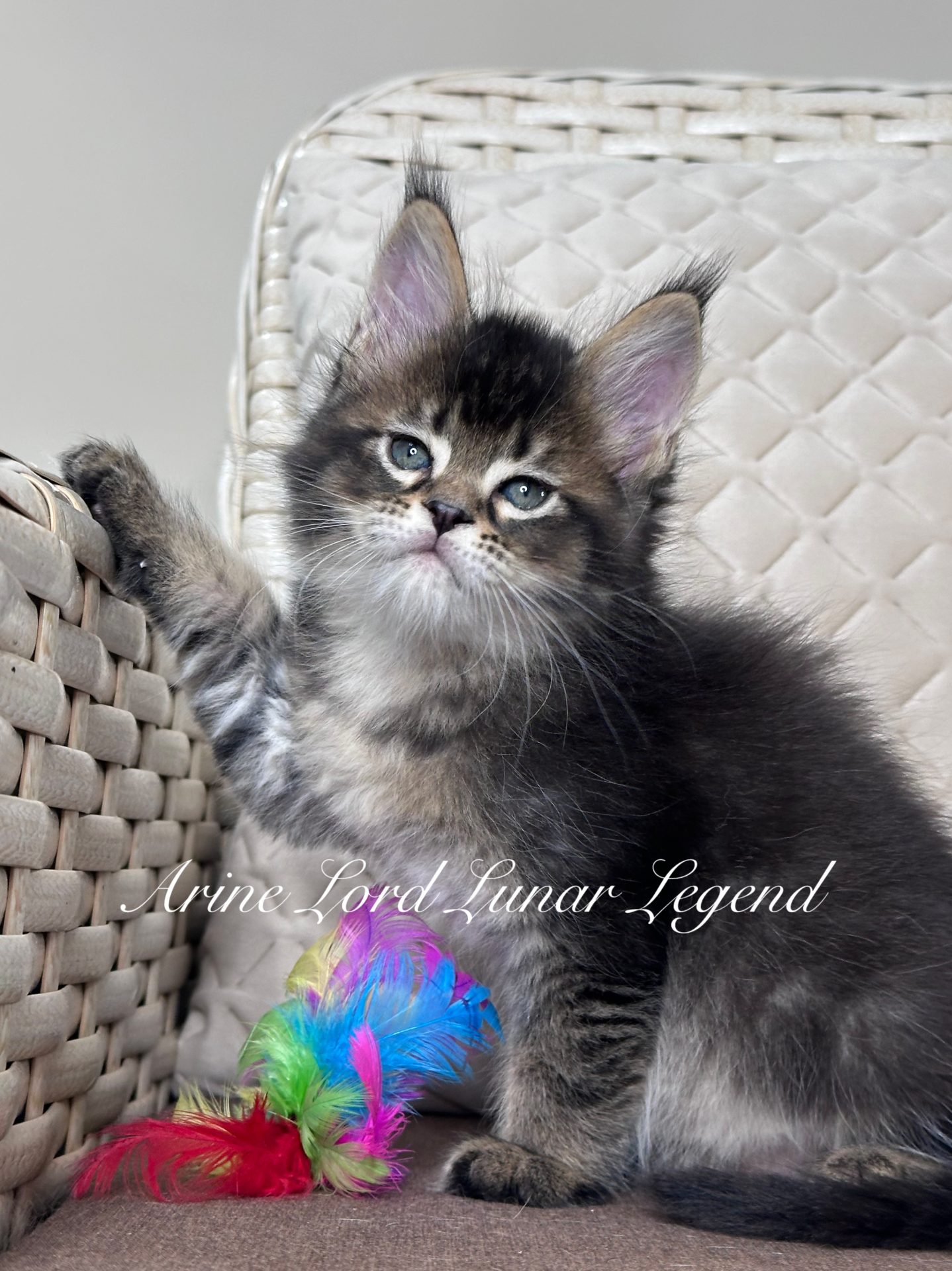 Arine Lord Lunar Legend, kociak Maine Coon w umaszczeniu czarny ticked tabby, puszysta sierść, wyraziste oczy i elegancki typ, hodowla Arinecoons.