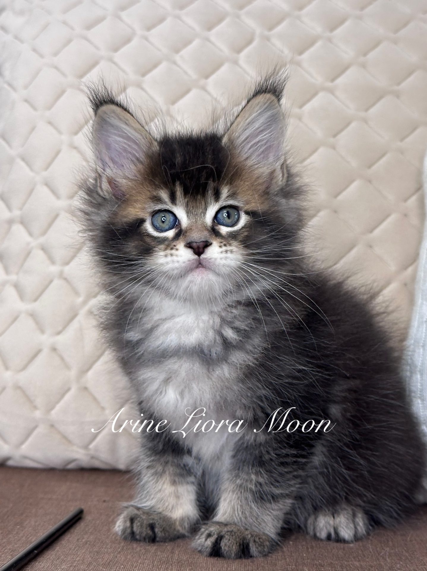 Arine Liora Moon, кошеня мейн-кун з пухнастою шерстю, виразними очима та ніжним елегантним виглядом, розплідник Arinecoons