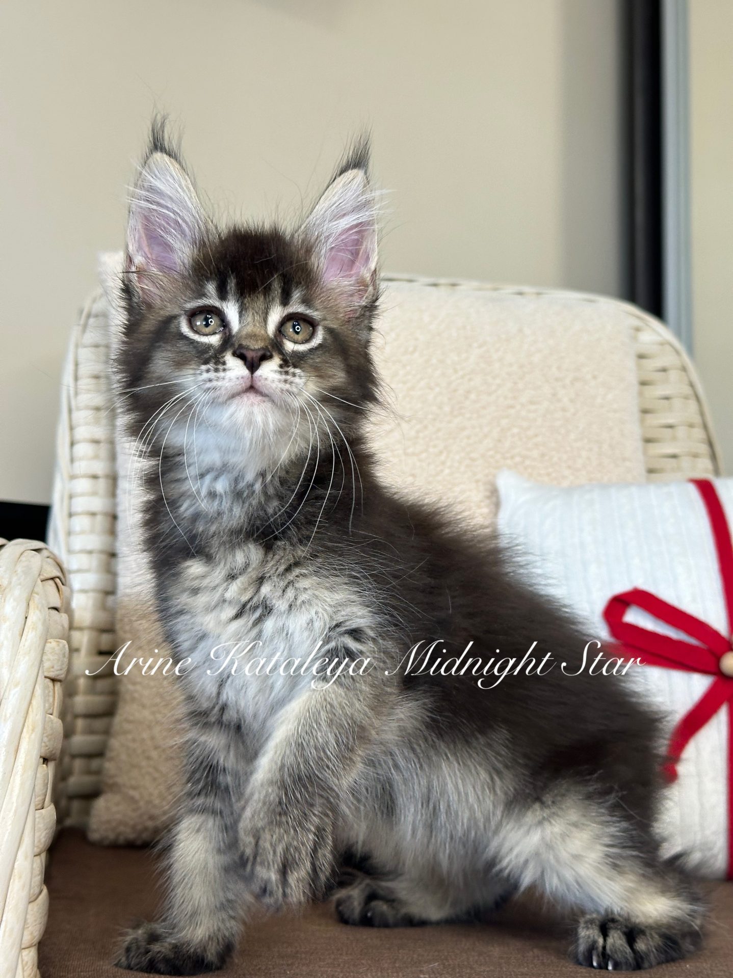Maine Coon kitten Arine Kataleya Midnight Star, black ticked tabby (MCO n 25), from Arinecoons cattery