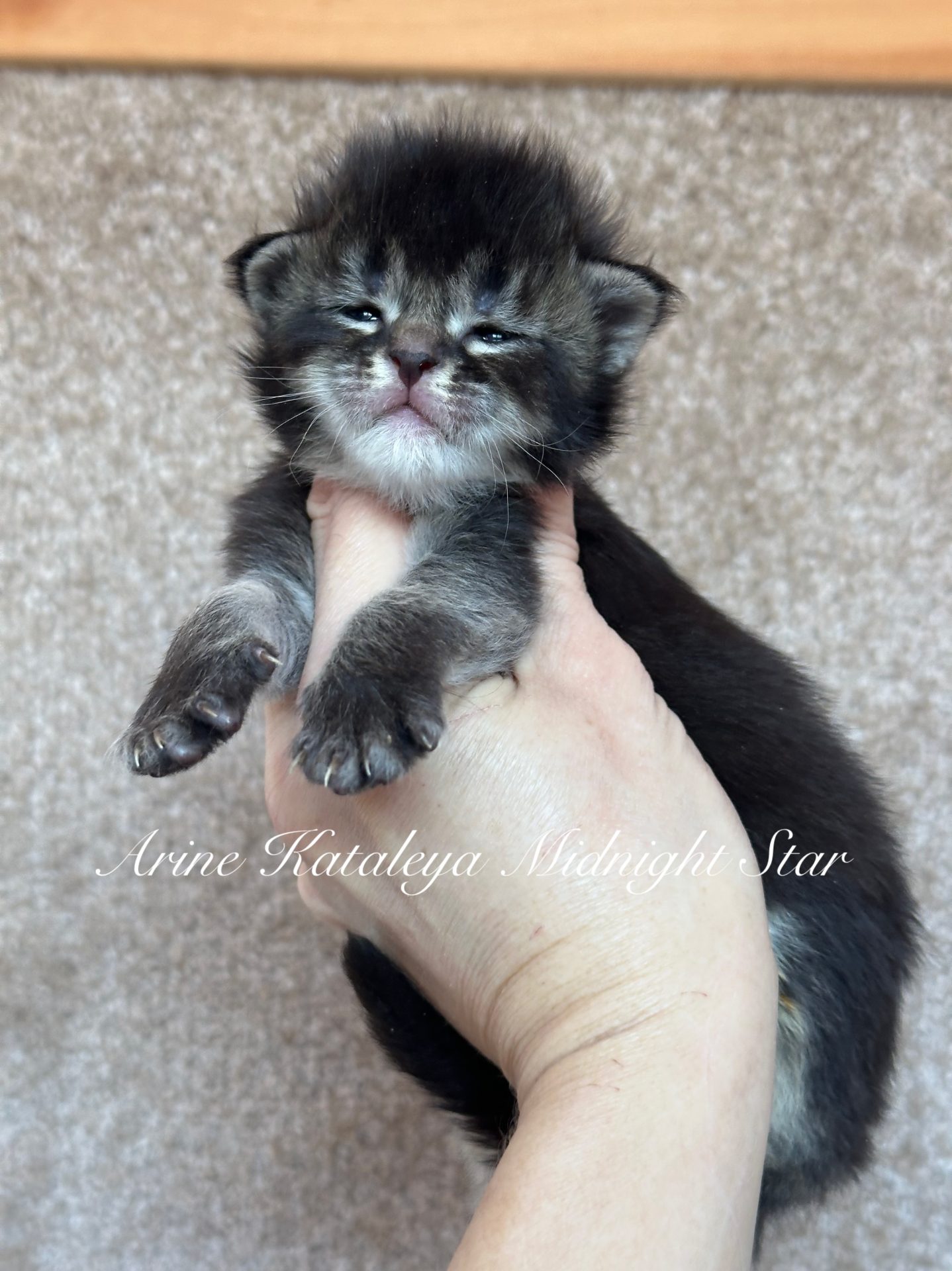 Кошеня породи мейн-кун Kataleya Midnight Star, кішечка окрасу black ticked tabby у прекрасному породному типі та неймовірним темпераментом