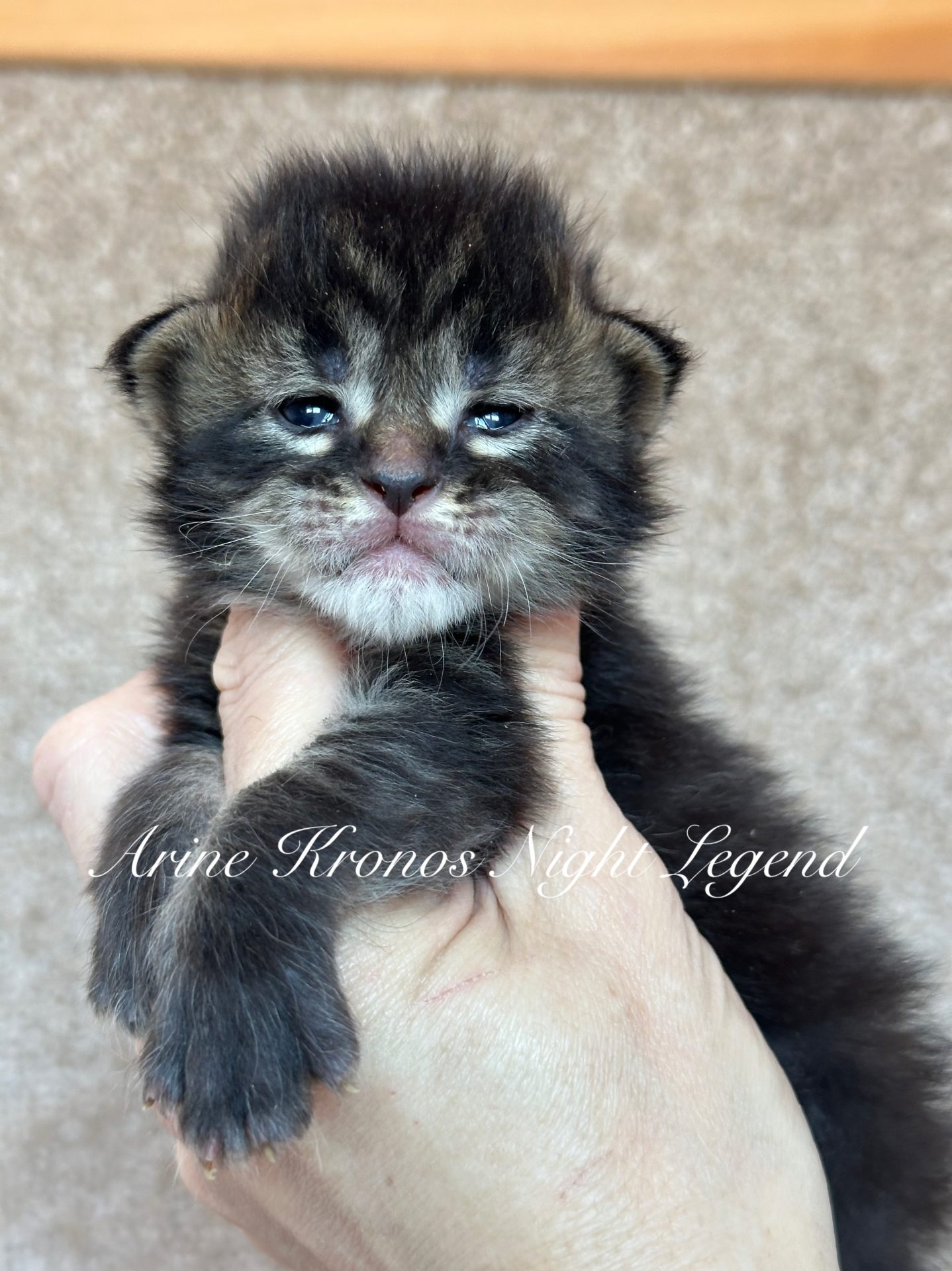 Maine Coon kitten Arine Kronos Black Legend Black ticked tabby color beautiful male