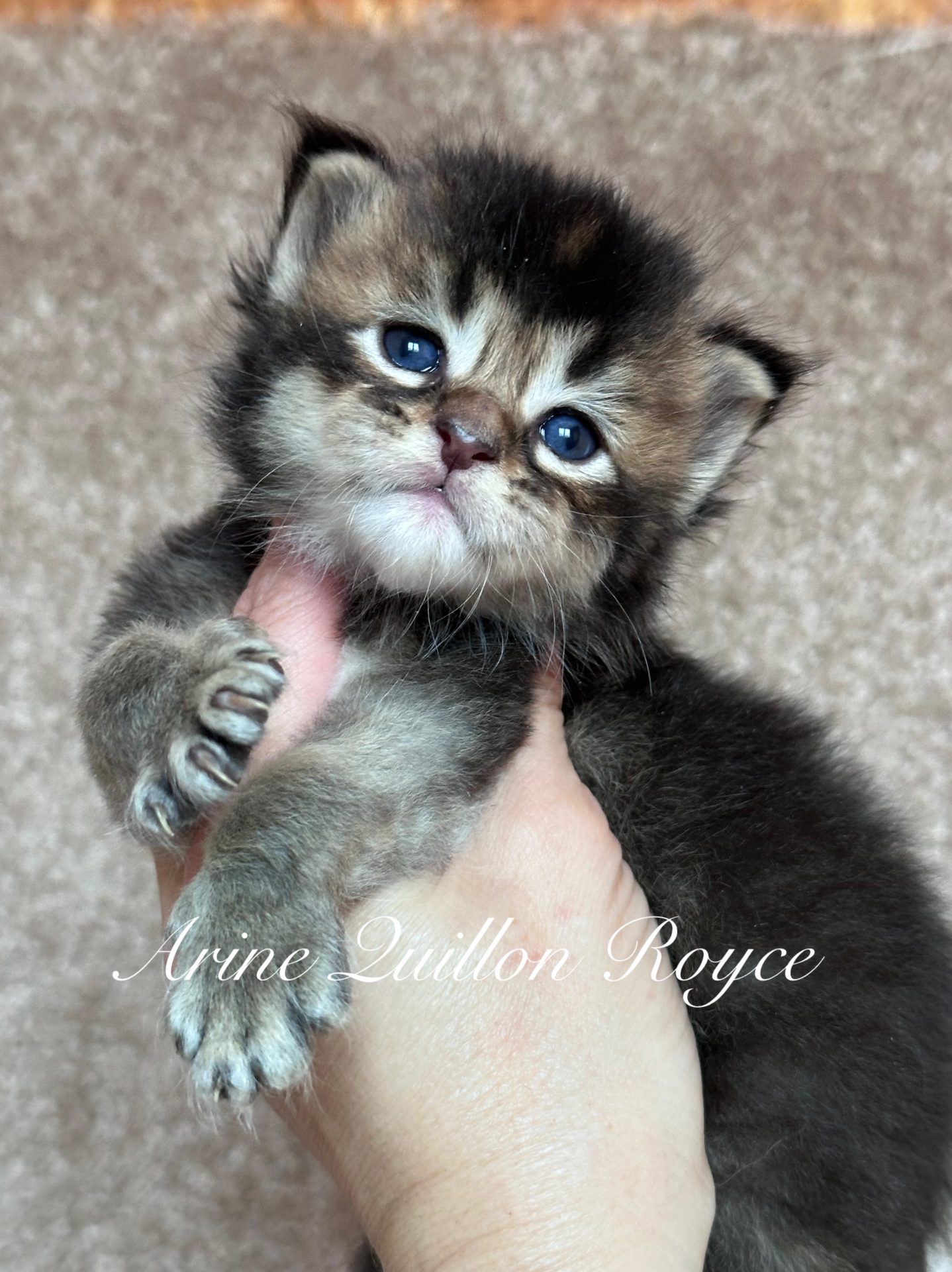 Arine Quillon Royce, Maine Coon male kitten with strong type, luxurious coat and expressive eyes, purebred kitten from Arinecoons cattery.