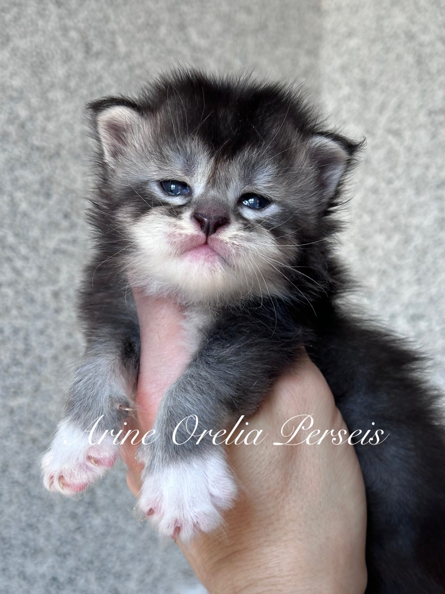 Arine Orelia Perseis, кошеня мейн-кун з розкішною пухнастою шерстю, виразними очима та елегантним типом, розплідник Arinecoons.