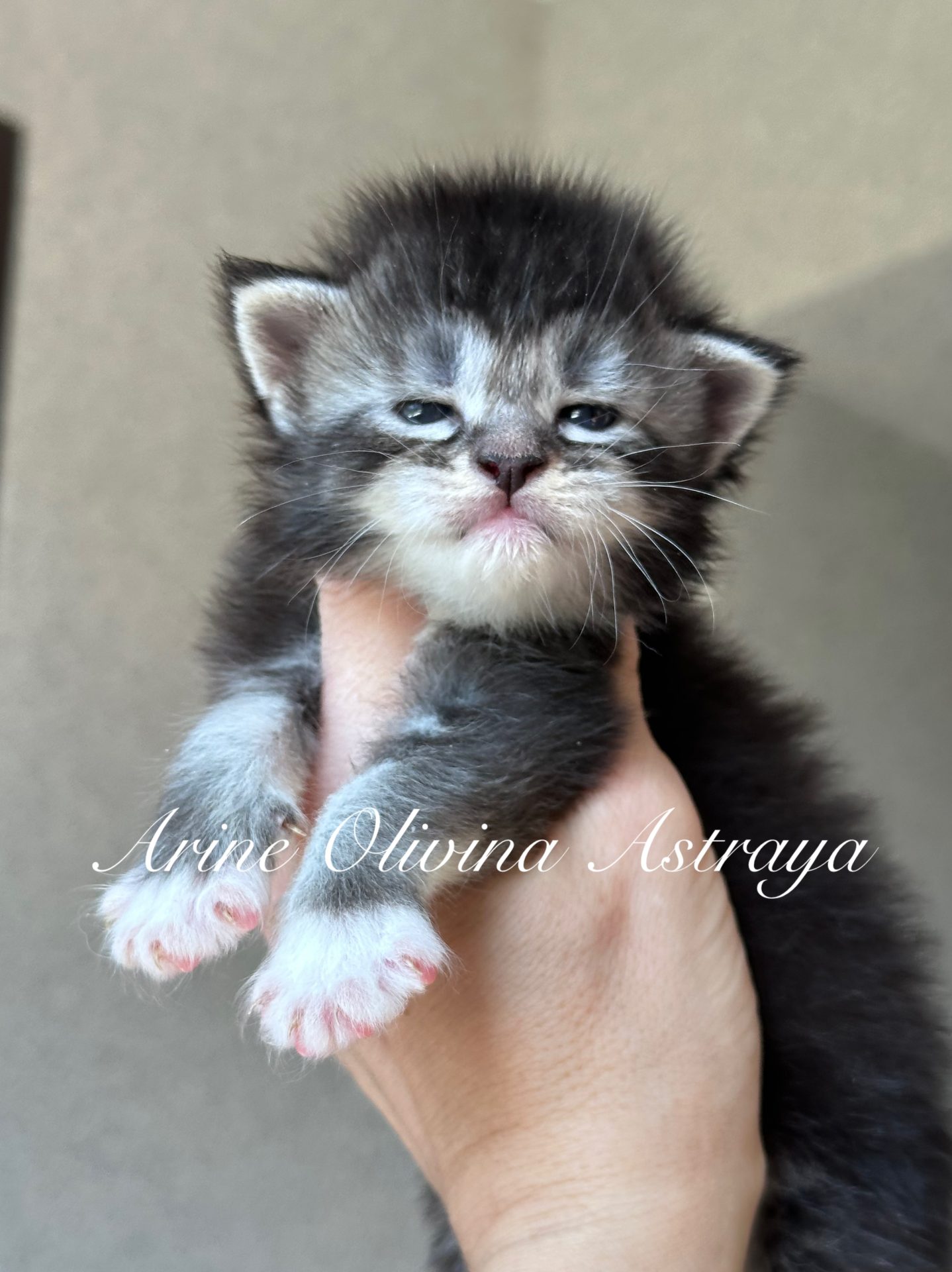 Olivine Astraya, kotka Maine Coon w umaszczeniu Black silver ticked tabby z białym, elegancka kotka o puszystej sierści i wyrazistych oczach, hodowla Arinecoons.”