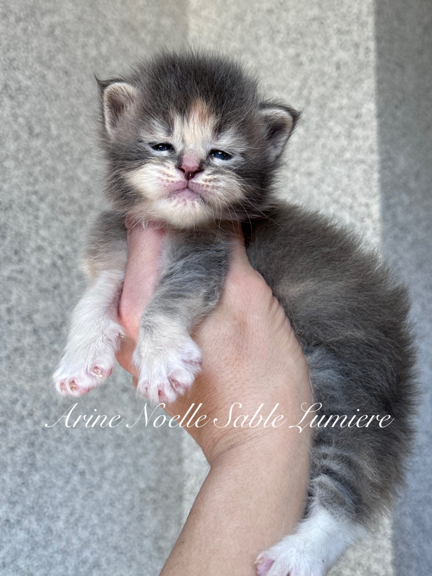 Arine Noel Sable Lumiere, Blue-cream tortie ticked tabby with white Maine Coon kitten, fluffy coat, soft color contrast and expressive eyes, purebred Maine Coon from Arinecoons cattery