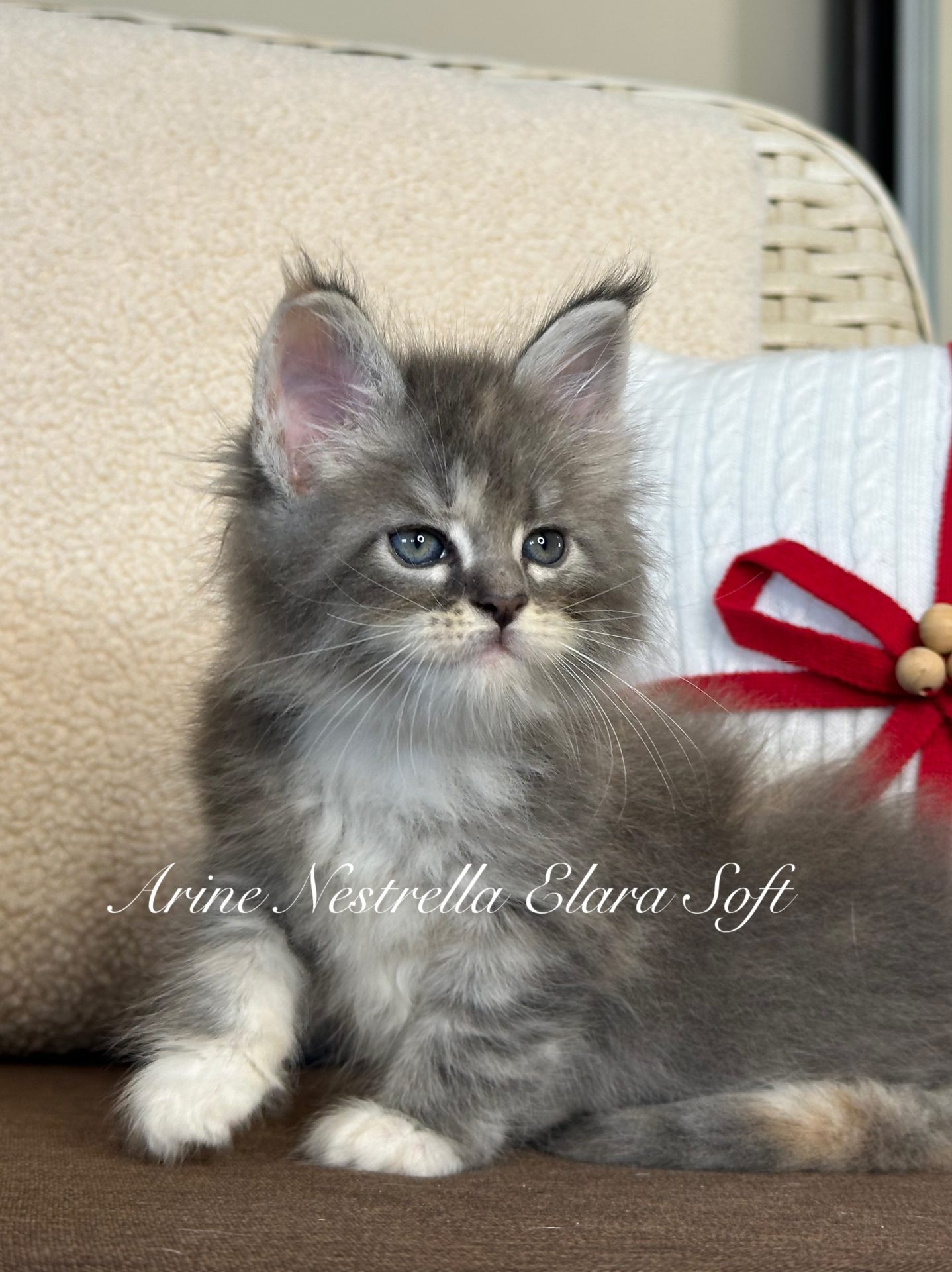 Maine Coon kitten Arine Nestrella Elara Soft, blue-cream tortie ticked tabby, Arinecoons cattery