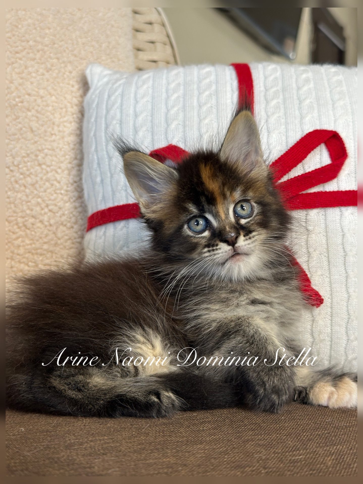 Maine Coon kitten Arine Naomi Dominia Stella, purebred Maine Coon from Arinecoons cattery