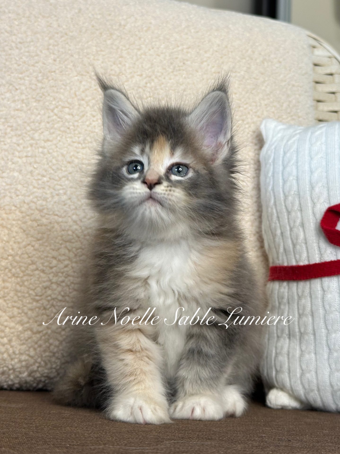 Maine Coon kitten Arine Noelle Sable Lumiere, purebred Maine Coon from Arinecoons cattery