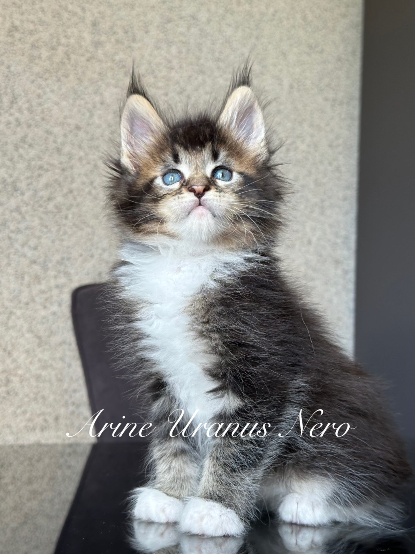Кошеня Мейн Кун Arine Uranus Nero з великими лапами та уважним поглядом сидить на світлому фоні.
