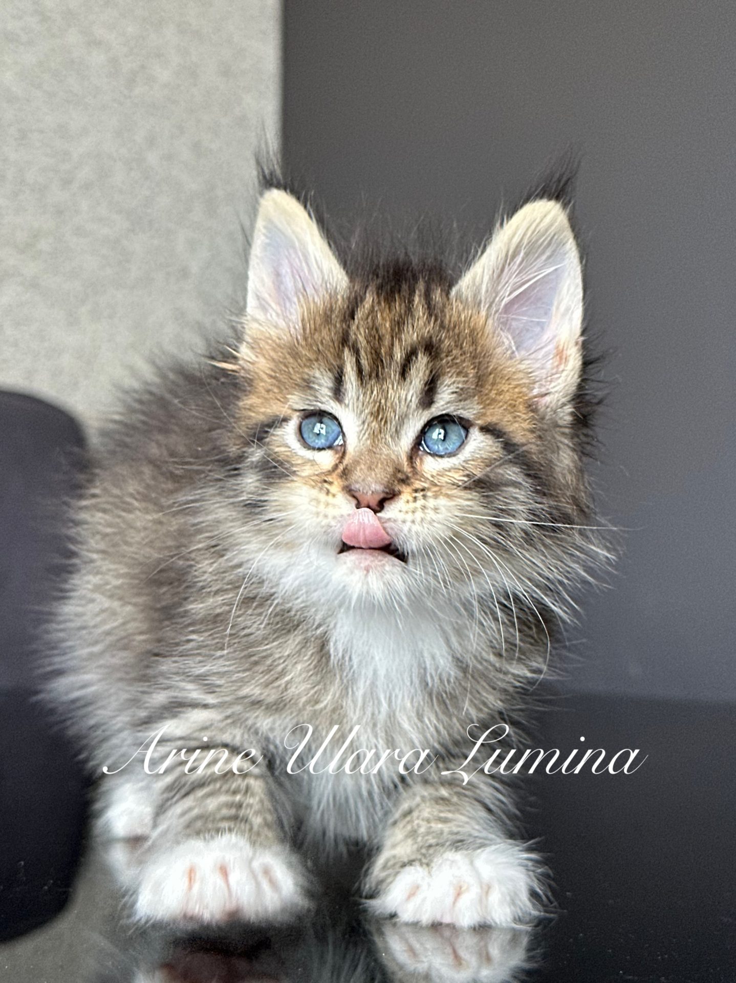 Кошеня Мейн Кун Arine Ulara Lumina забарвлення black tabby mackerel з уважним поглядом та пухнастою шерстю.