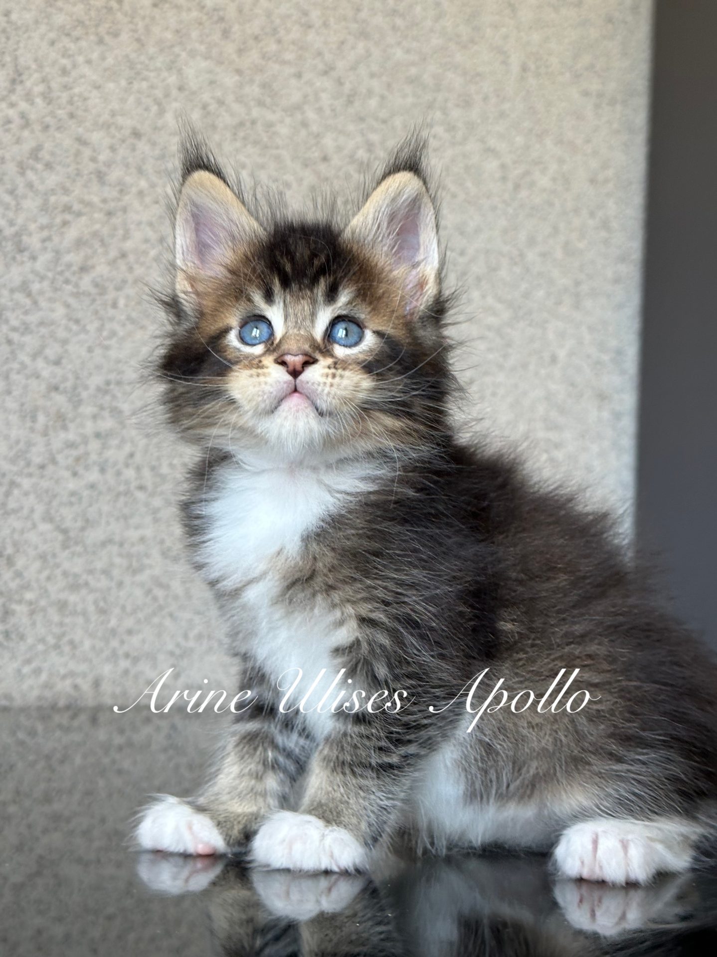 Kotek Maine Coon Ulises Apollo w umaszczeniu black ticked tabby z puszystą sierścią i pięknym spojrzeniem.