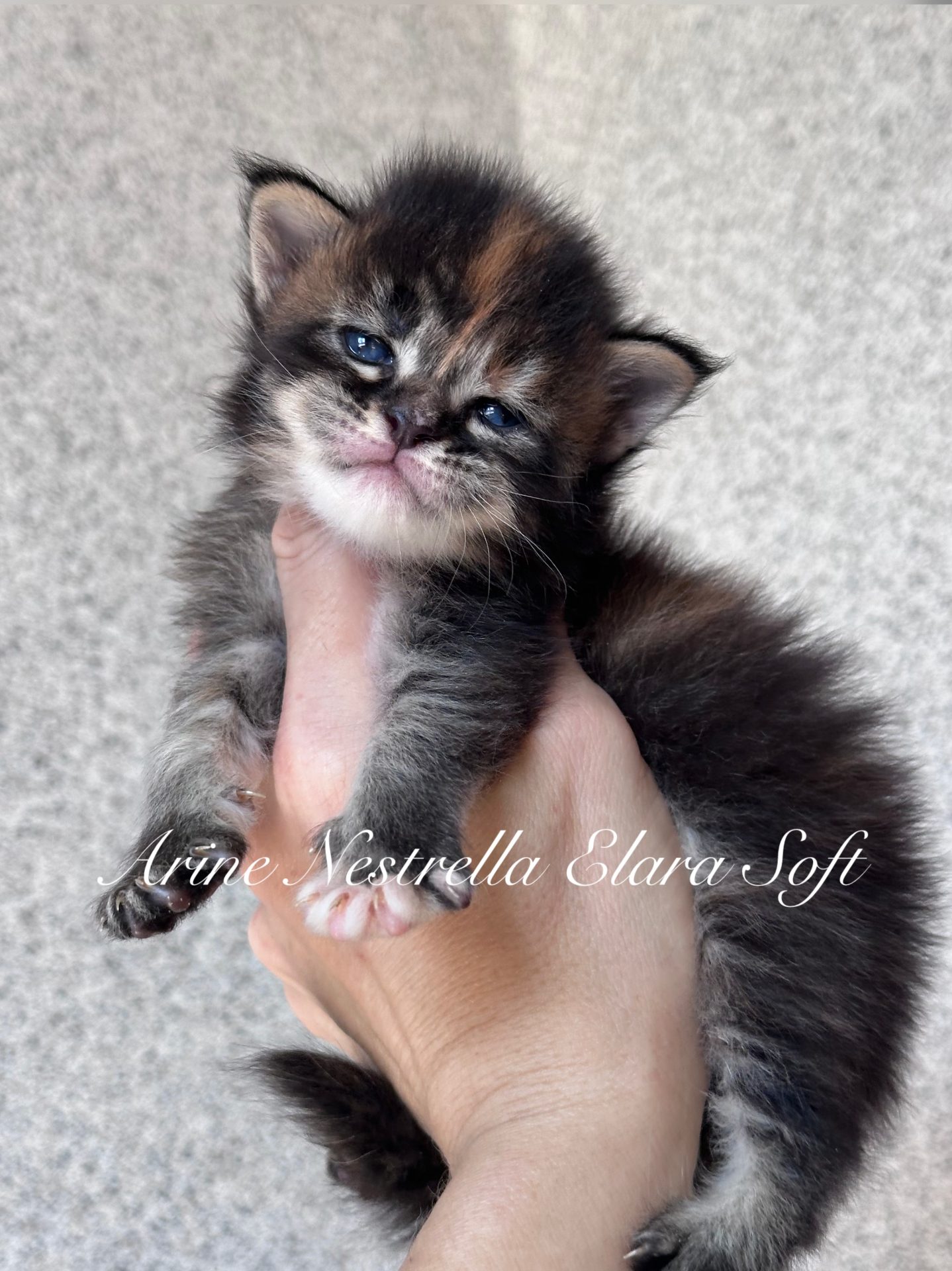 Arine Naomi Dominia Stella, tortie ticked tabby Maine Coon kitten with fluffy coat, expressive eyes and elegant pattern, purebred Maine Coon kitten from Arinecoons cattery