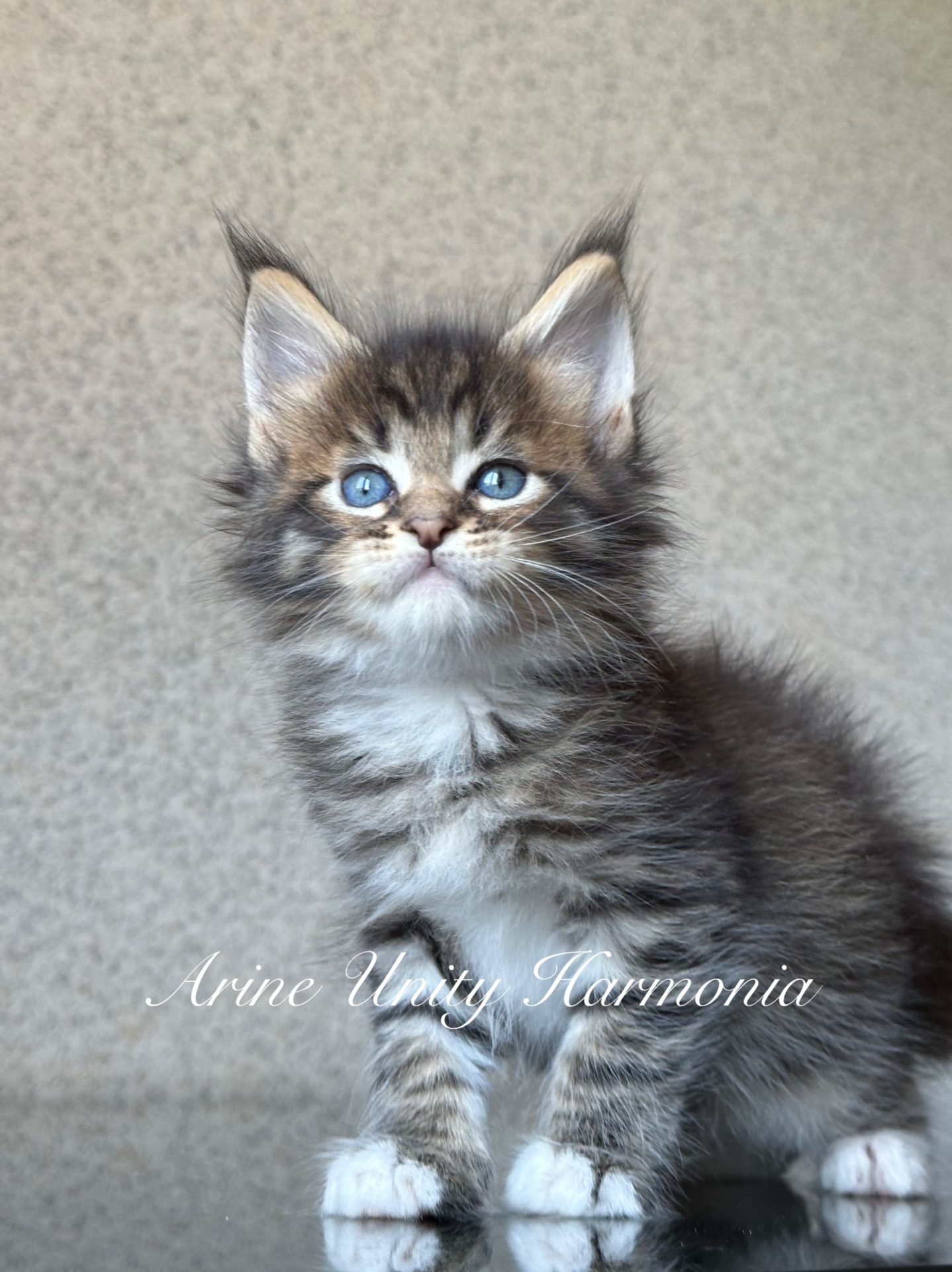 Maine Coon girl kitten Unity Harmonia in black tabby mackerel color with fluffy coat and expressive eyes.