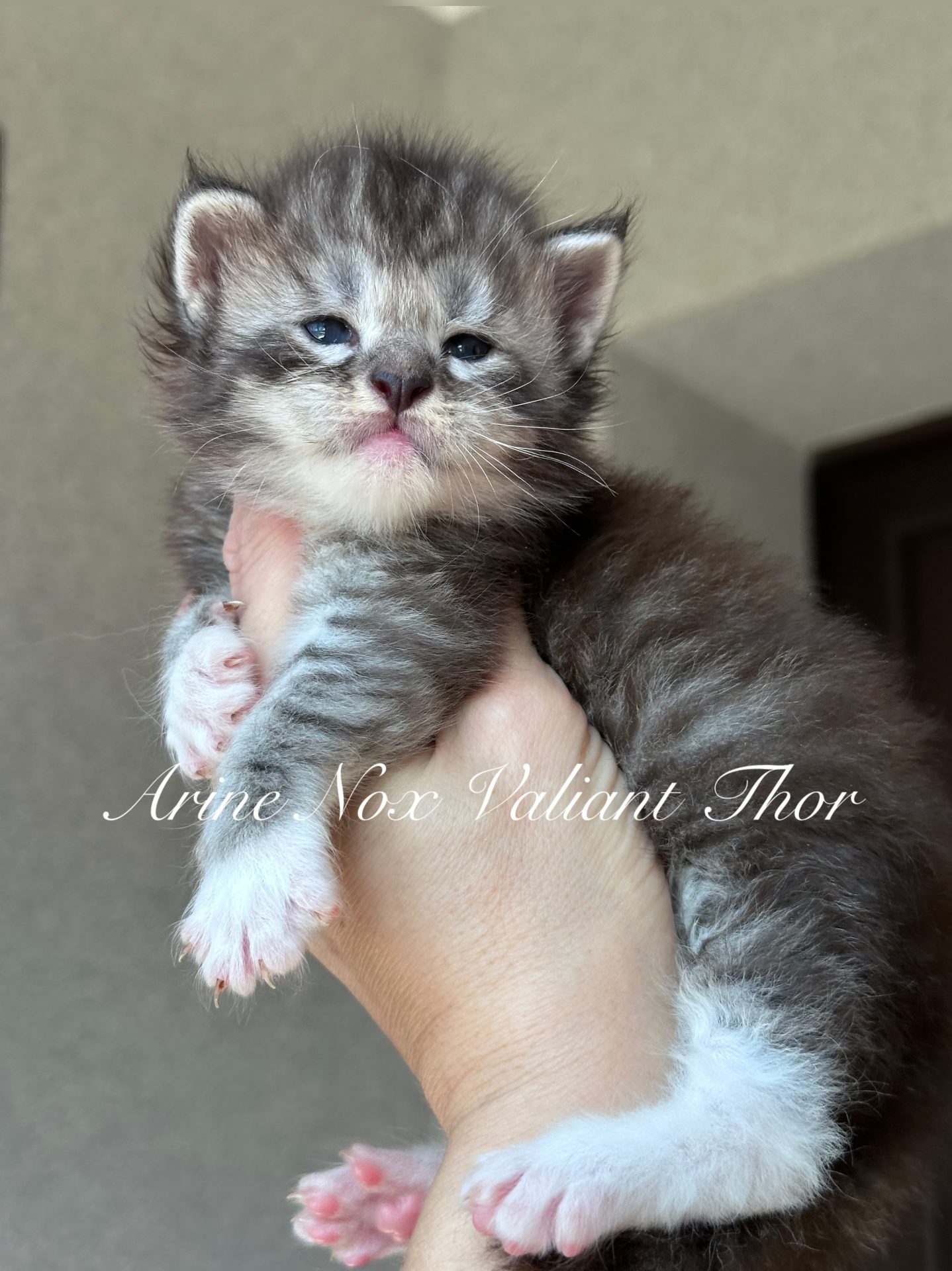 Arine Nox Valiant Thor, Maine Coon kitten with powerful appearance, fluffy coat and expressive eyes, purebred kitten from Arinecoons cattery