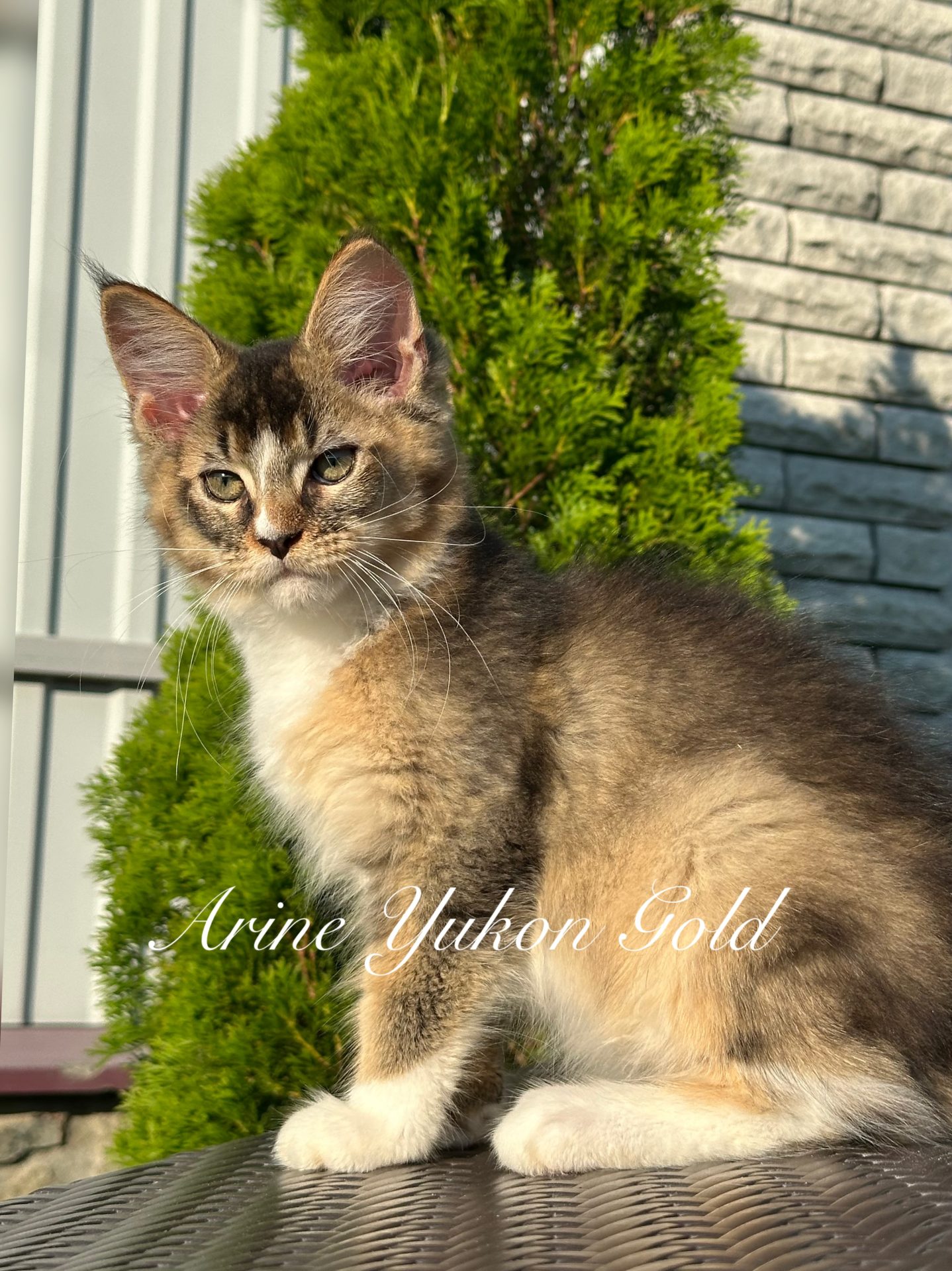 ALT: Maine Coon kitten Arine Yukon Gold, male, Black Golden Ticked Tabby with White, luxurious golden ticked coat with elegant white markings, striking green eyes, large lynx-tipped ears and a long, flowing tail. Description: Arine Yukon Gold is an extraordinary Black Golden Ticked Tabby with White Maine Coon boy whose rich golden coat and refined white accents create a truly unforgettable appearance. With his impressive breed type, powerful structure and captivating green eyes, he already displays the confidence and elegance that define exceptional Maine Coons. Raised at Arinecoons, a WCF-registered European Maine Coon cattery, Yukon receives premium nutrition, expert care and early socialization, allowing him to grow into a healthy, affectionate and well-balanced companion. Caption: 💛 Arine Yukon Gold Black Golden Ticked Tabby with White ♂️ Where golden beauty meets noble character—a future gentle giant with a heart as warm as his radiant coat.