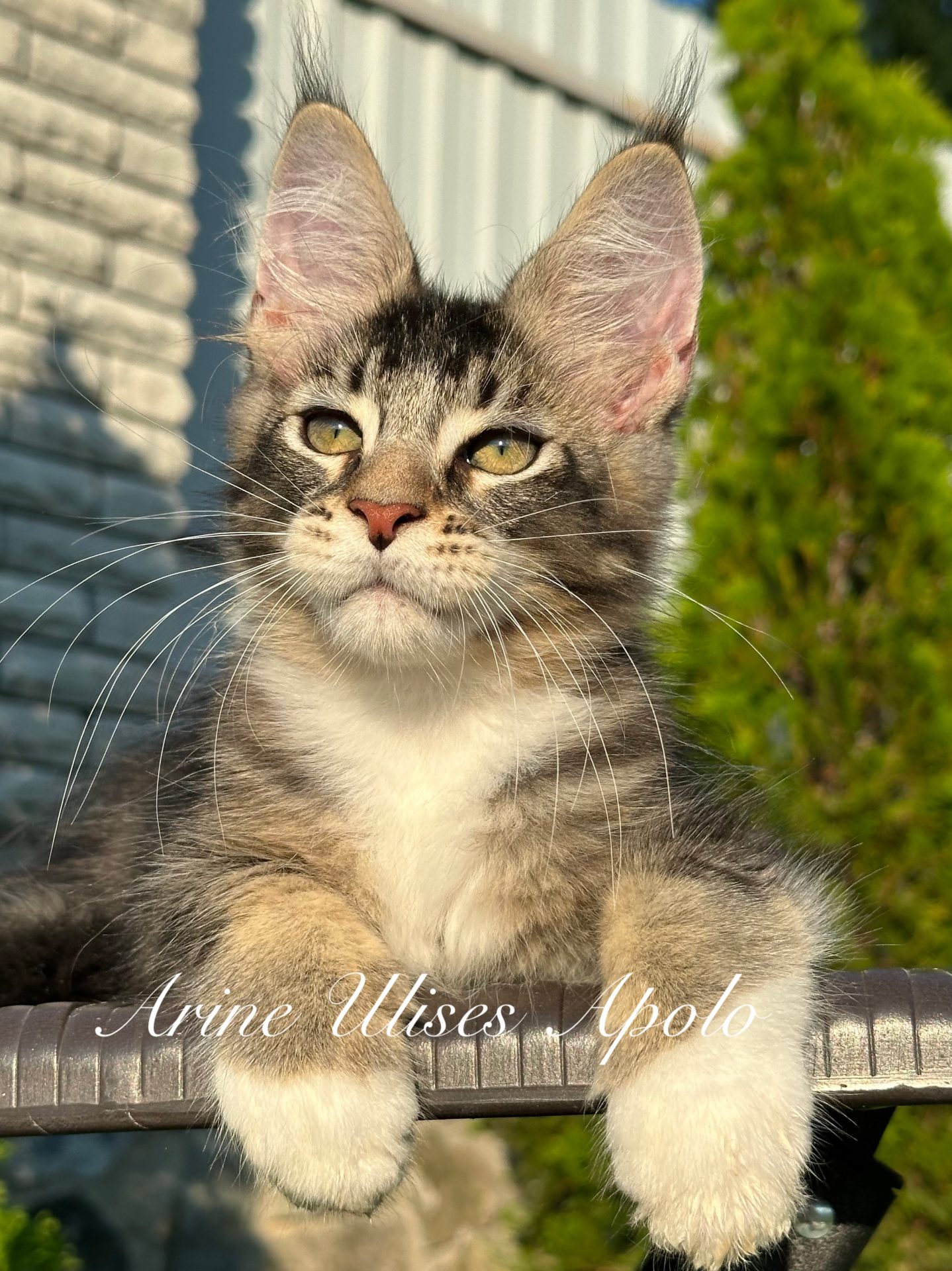 Maine Coon kitten Arine Ulises Apollo, male, Black Ticked Tabby with White, elegant ticked coat with white markings, striking green eyes, large lynx-tipped ears and a magnificent fluffy tail.