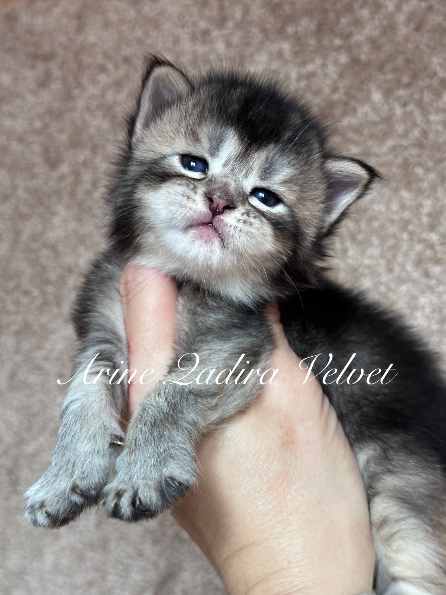 Black silver ticked tabby, soft velvet-like coat, elegant structure and expressive eyes, purebred kitten from Arinecoons cattery.