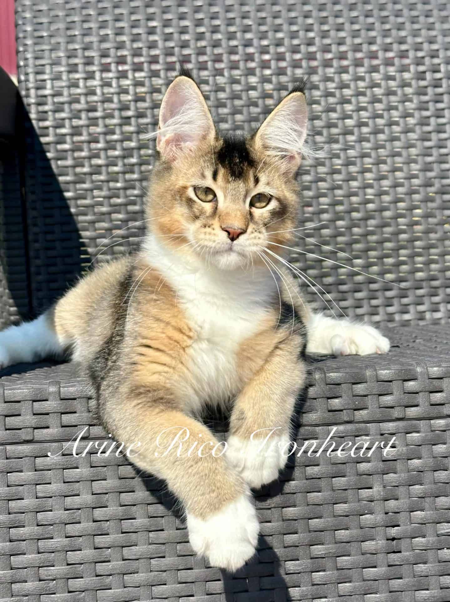 Kociak rasy Maine Coon Arine Rico Ironheart pozuje przed obiektywem. Jego wyrazisty pyszczek, duże uszy z pędzelkami, puszysta sierść oraz pewne siebie, a zarazem figlarne spojrzenie podkreślają piękno tej rasy.
