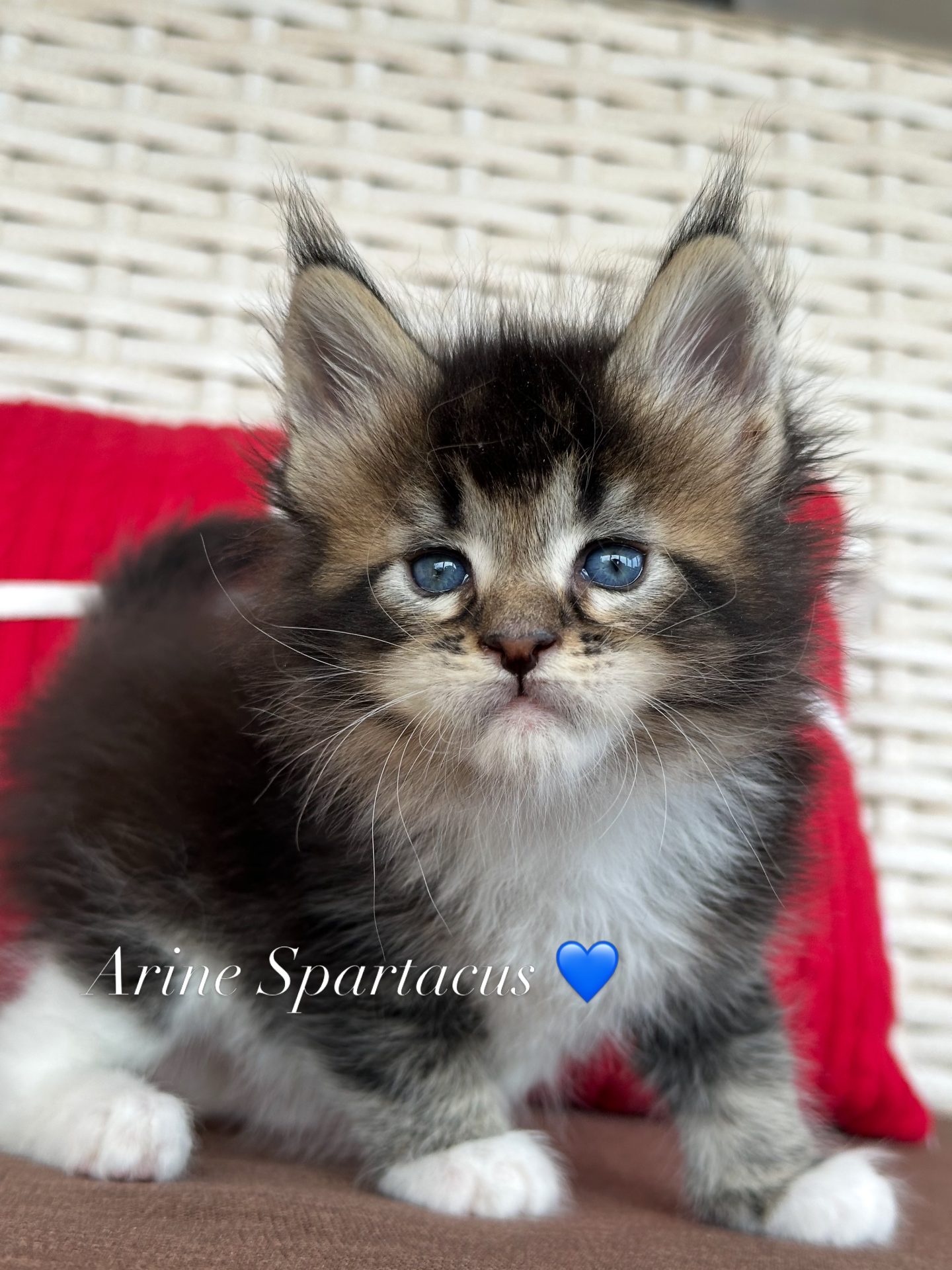 Kocię Maine Coon Arine Spartacus, MCO n 09 25 black ticked tabby with white, hodowla Arinecoons