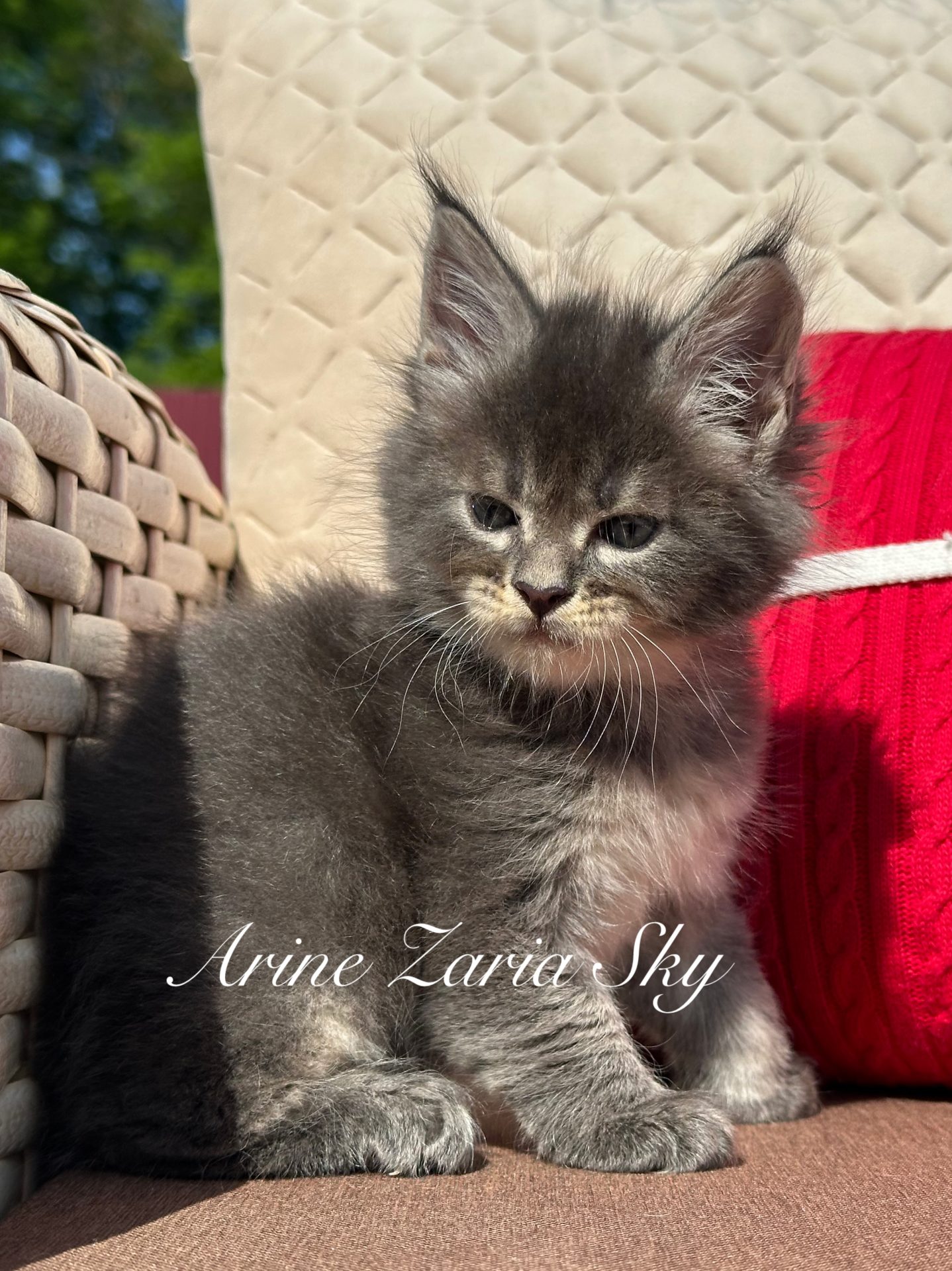 Maine Coon kitten Zaria Starry Sky from Arinecoons cattery