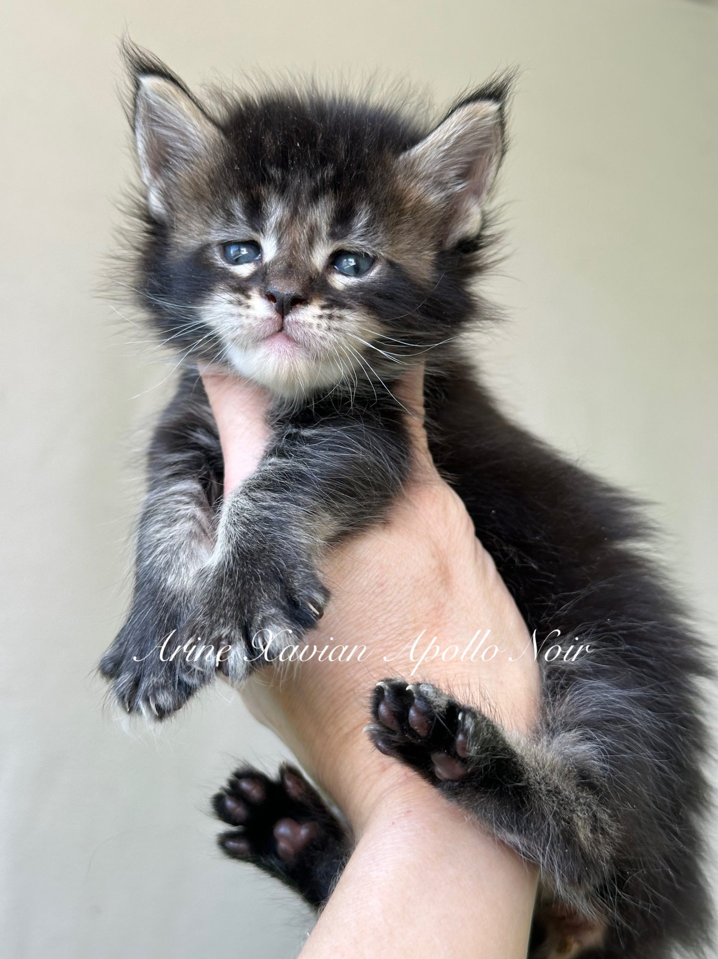 Kocię Maine Coon Arine Xavian Apollo Noir, hodowla Arinecoons