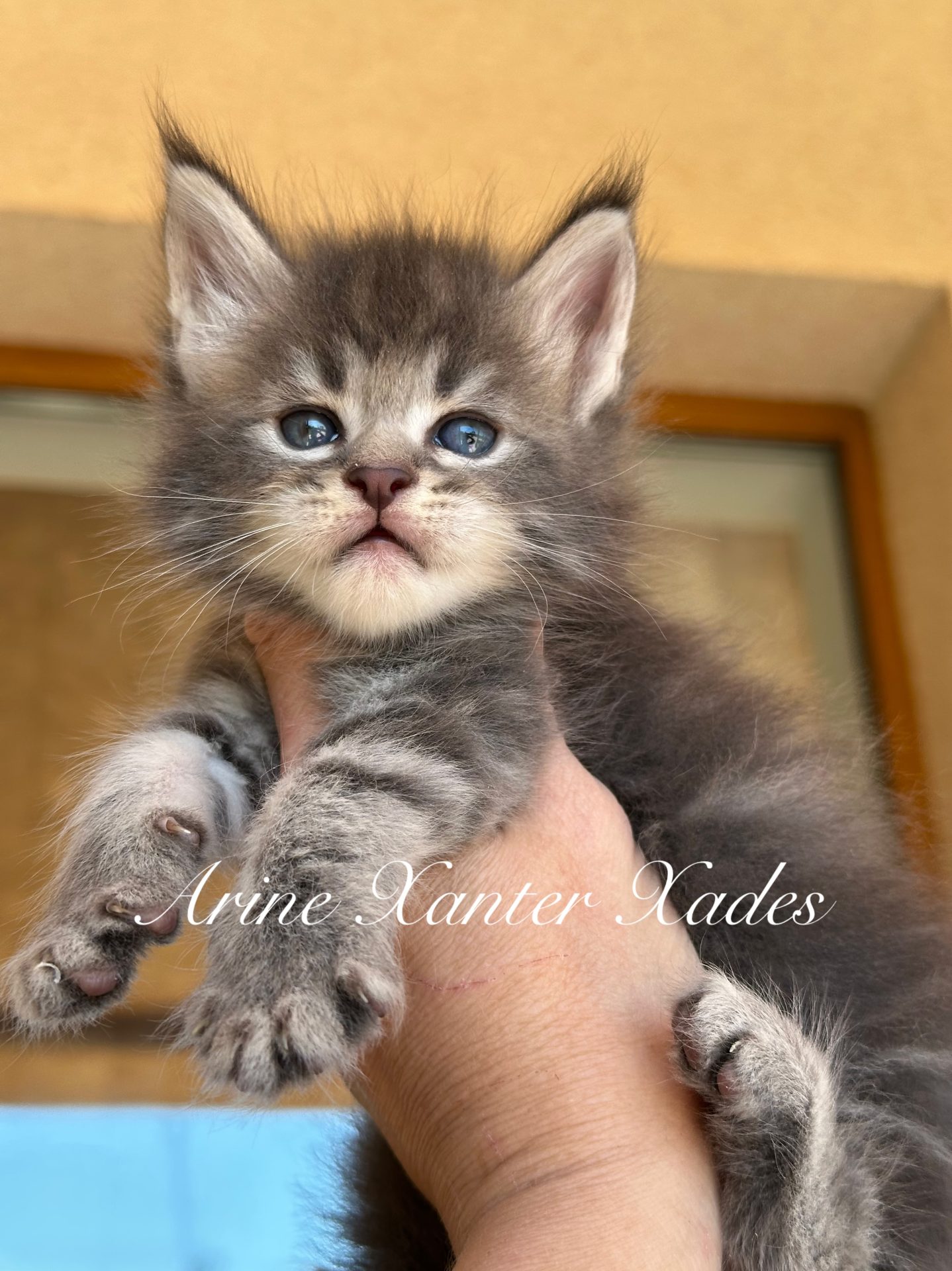 Кошеня мейн-кун Arine Xanter Xades, розплідник Arinecoons