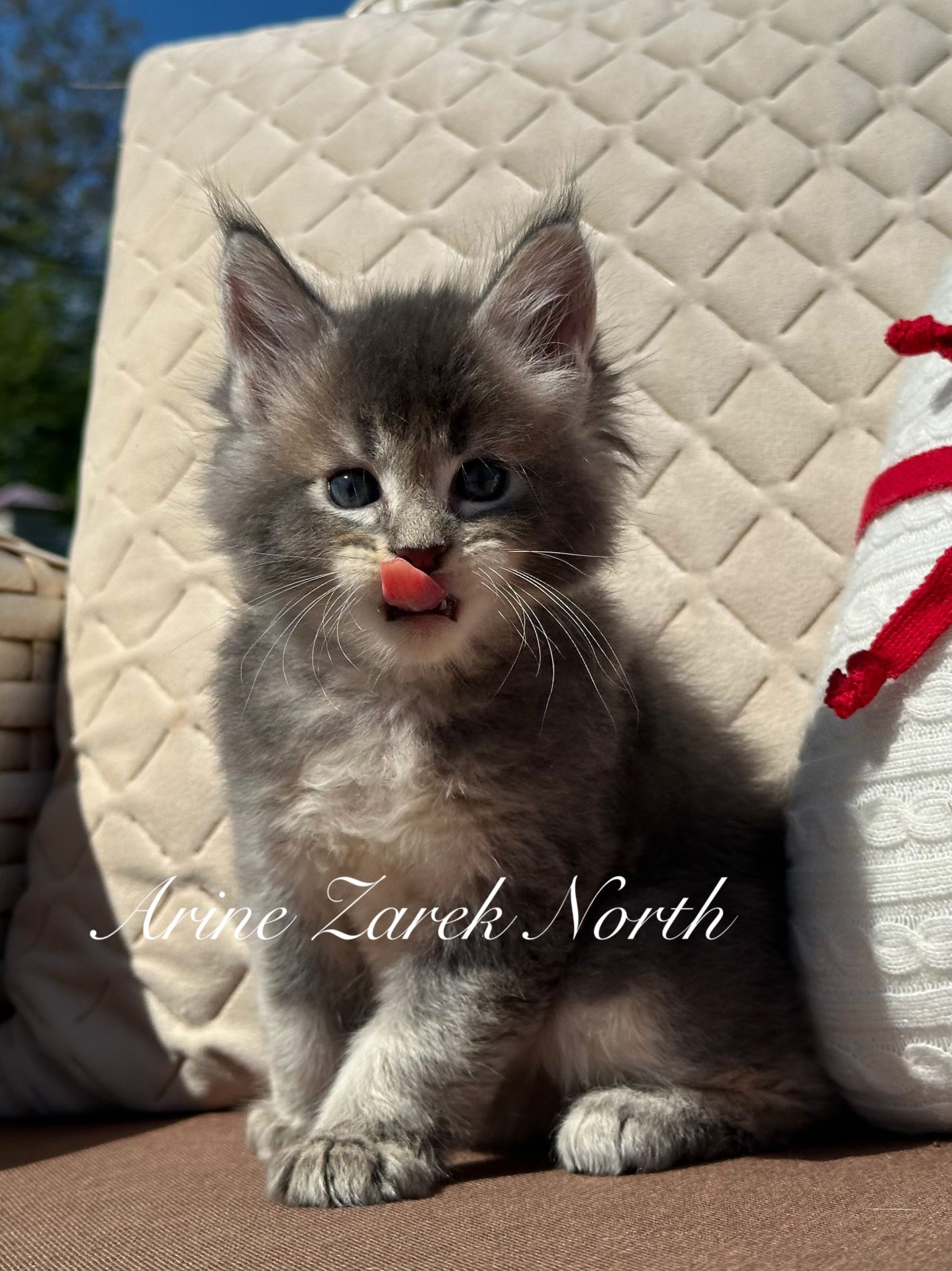 Кошеня мейн-кун Zarek North, розплідник Arinecoons