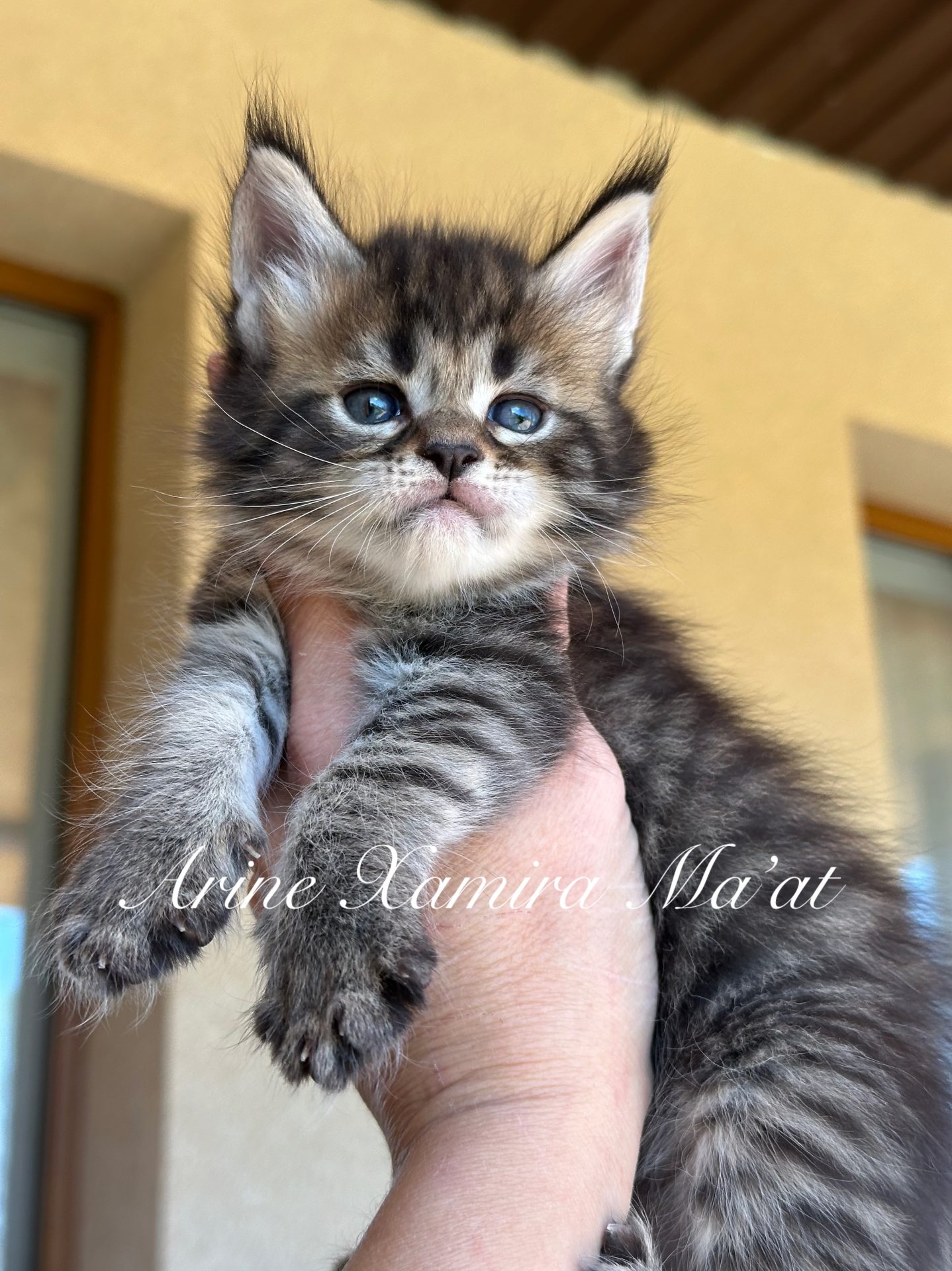 Maine Coon kitten Arine Xamira Ma’at from Arinecoons cattery