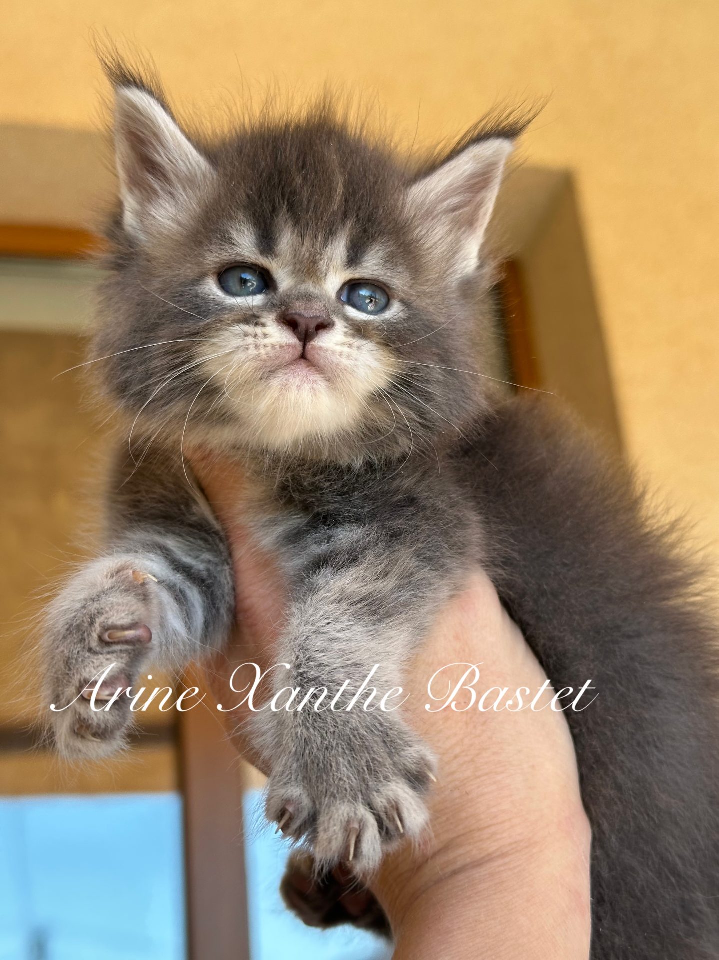 Кошеня мейн-кун Arine Xanthe Bastet, розплідник Arinecoons