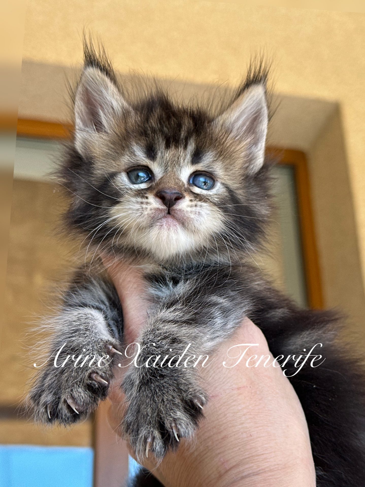 Maine Coon kitten Arine Caiden Tenerife from Arinecoons cattery