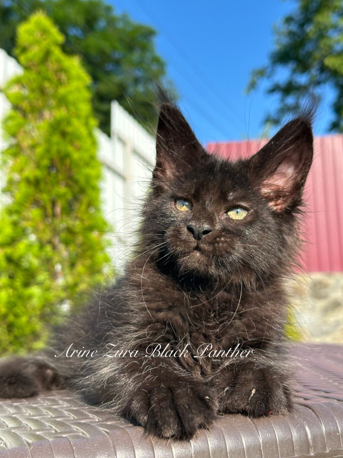Кошеня мейн-кун Arine Zura Black Panther, дівчинка, окрас Black, глибока чорна шовковиста шерсть, великі вушка з китицями, пухнастий хвіст і виразні очі.