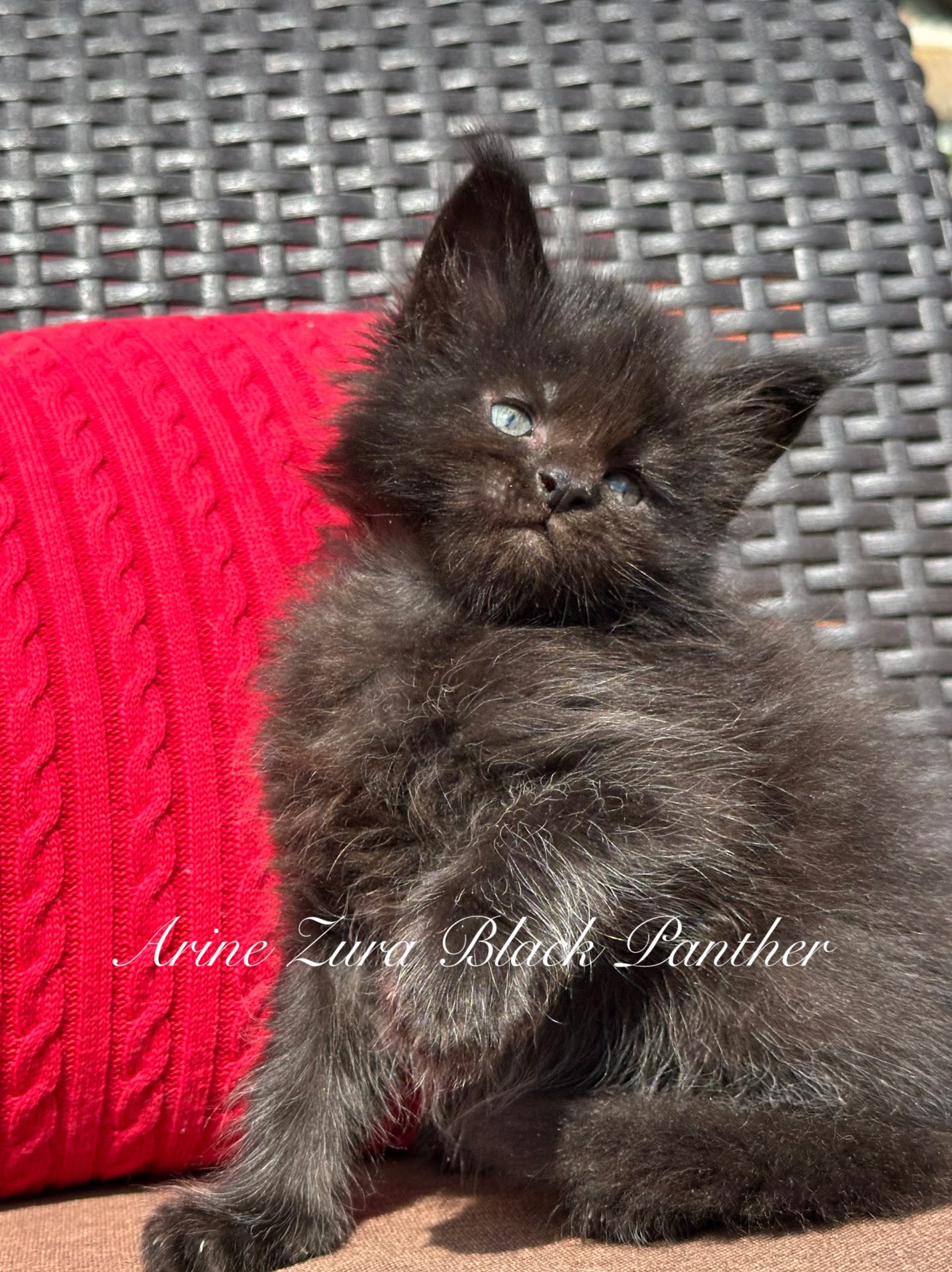 Kocię Maine Coon Zura Black Panther, czarne umaszczenie, hodowla Arinecoons