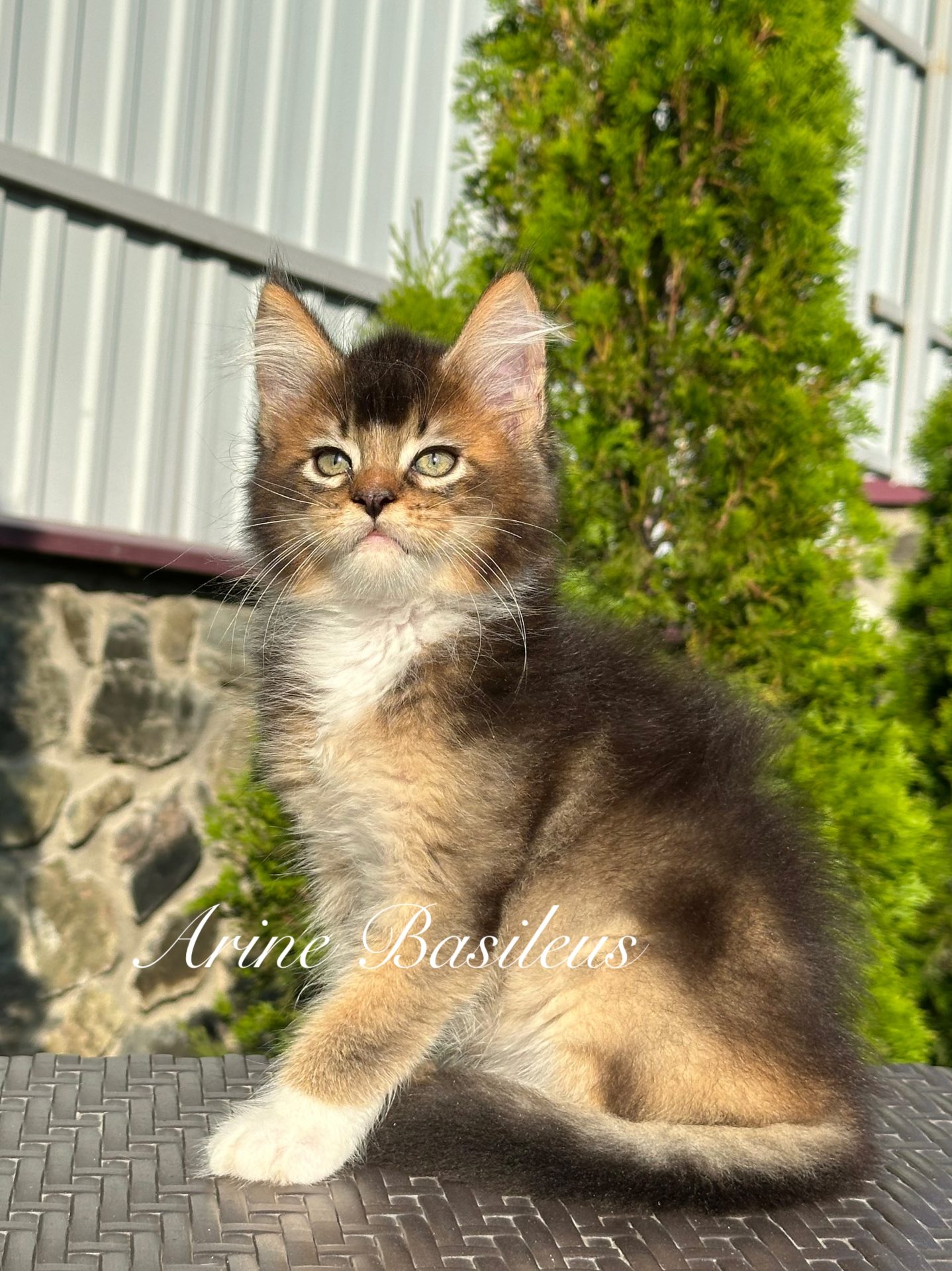 Maine Coon male Arine Basileus, Black Golden Ticked Tabby, rich golden ticked coat, large lynx-tipped ears, long fluffy tail and striking green eyes.