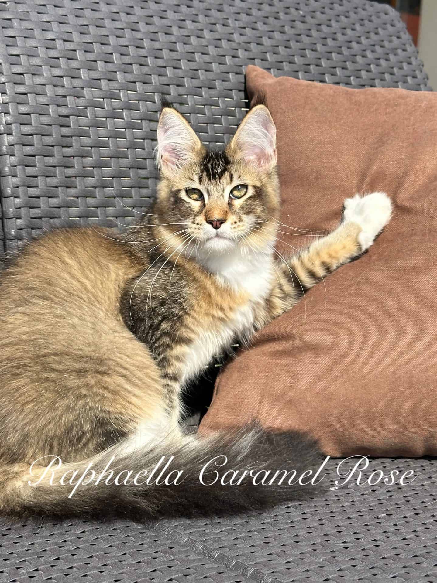 Raphaella Caramel Rose, a charming Maine Coon girl with warm golden tones, looks curiously toward the camera. Her fluffy coat, expressive eyes, and playful expression give her a soft and sunny appearance.